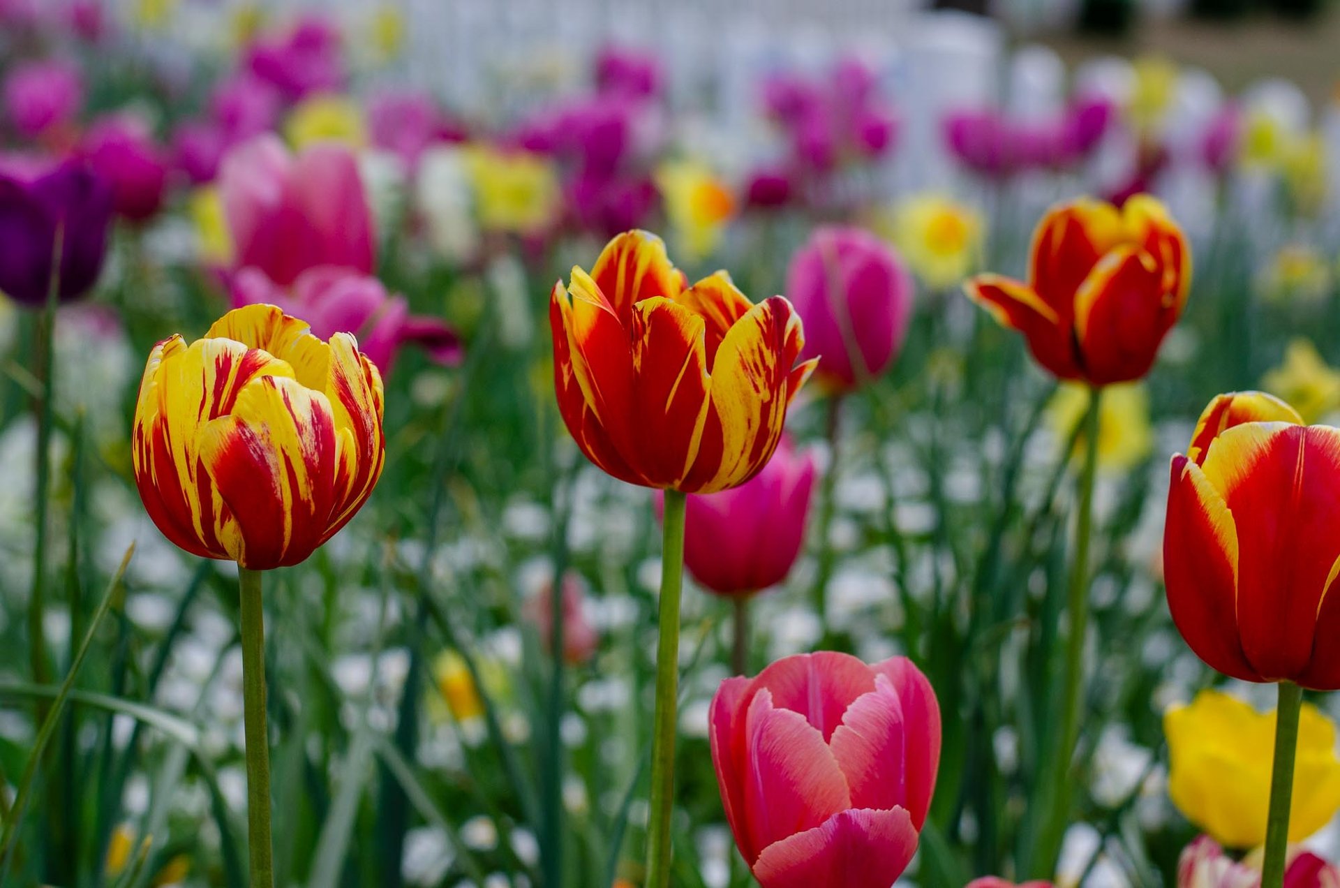 black blue and yellow textile