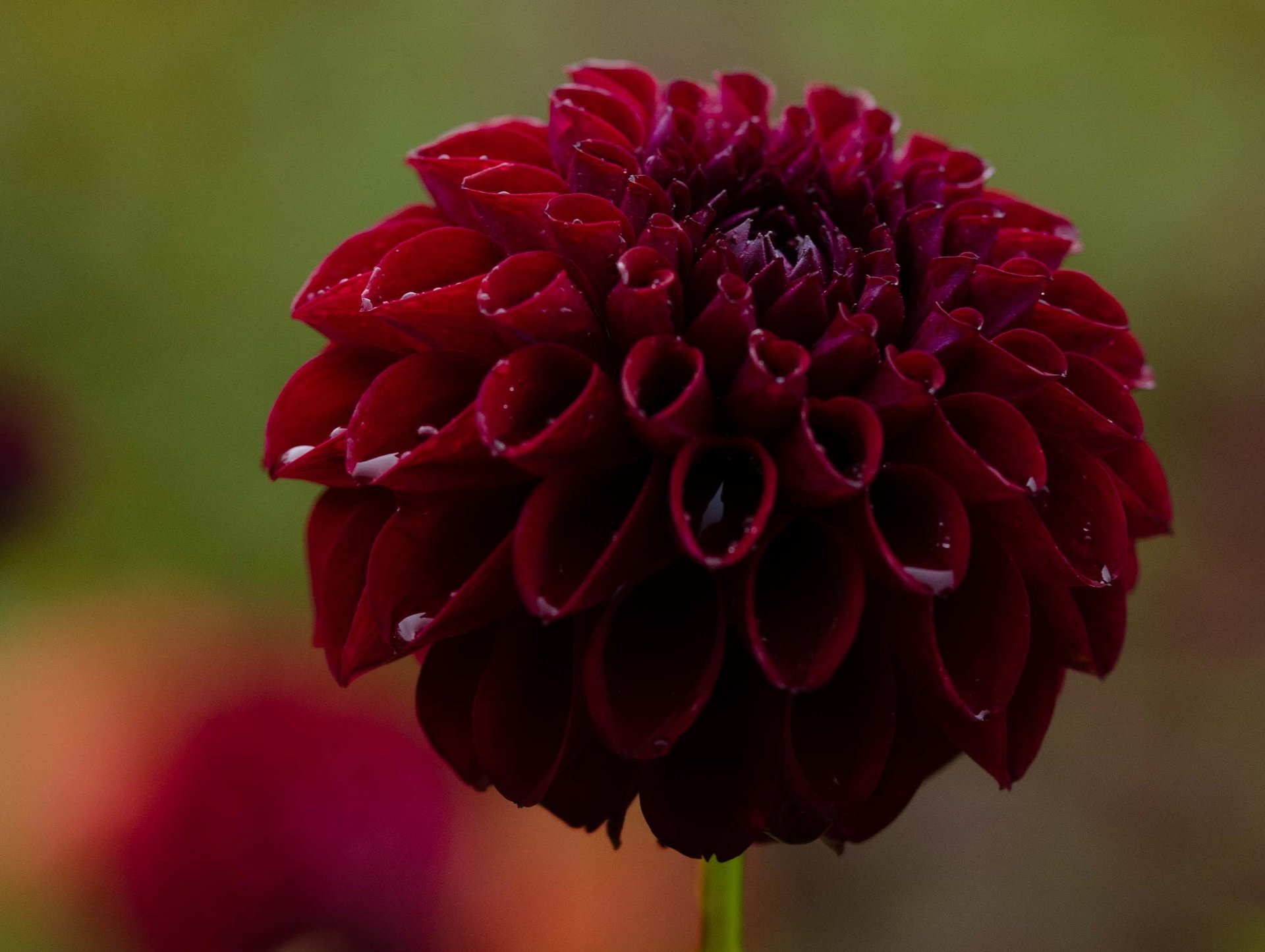 orange petaled flowers