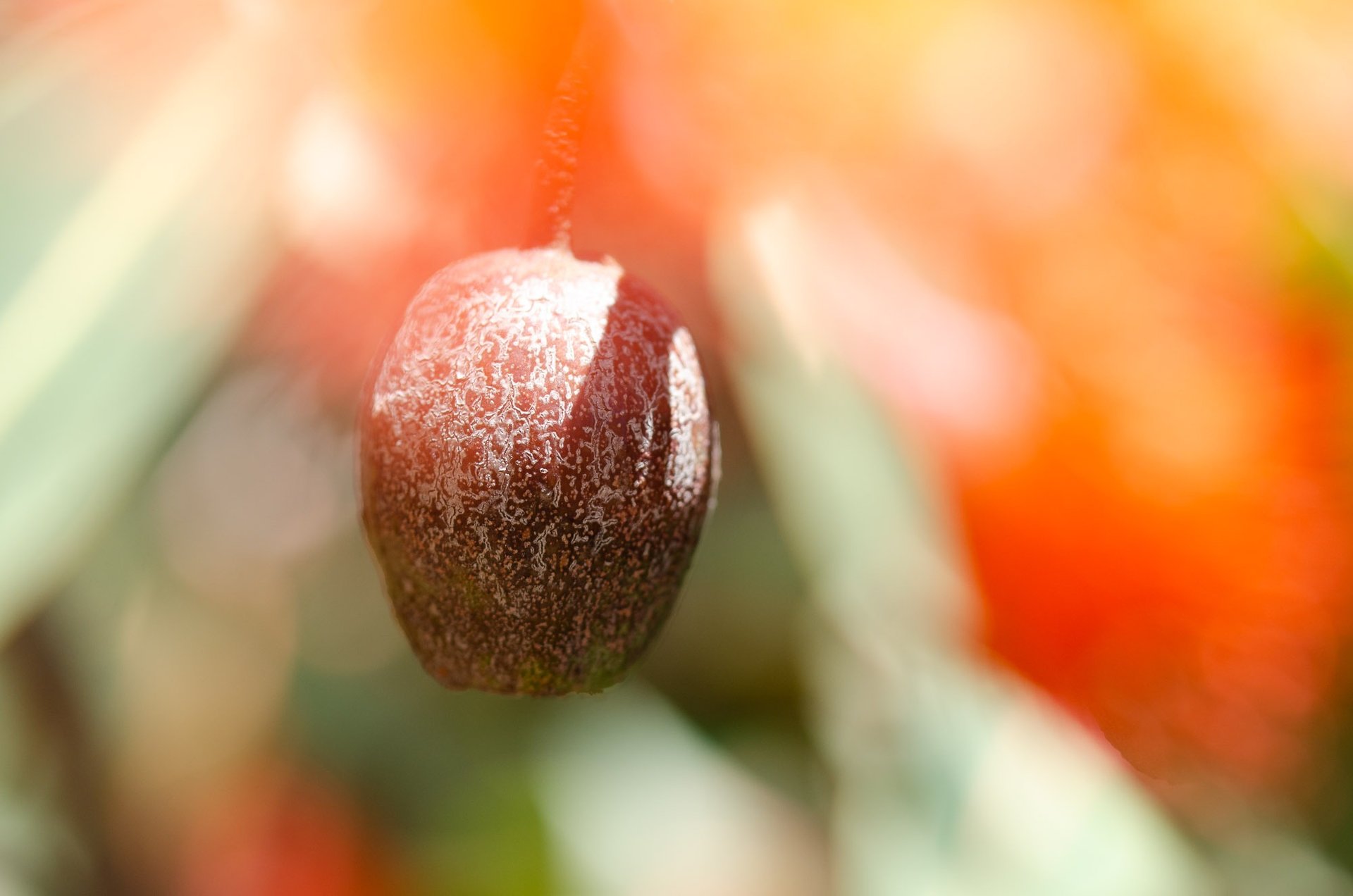 orange petaled flowers