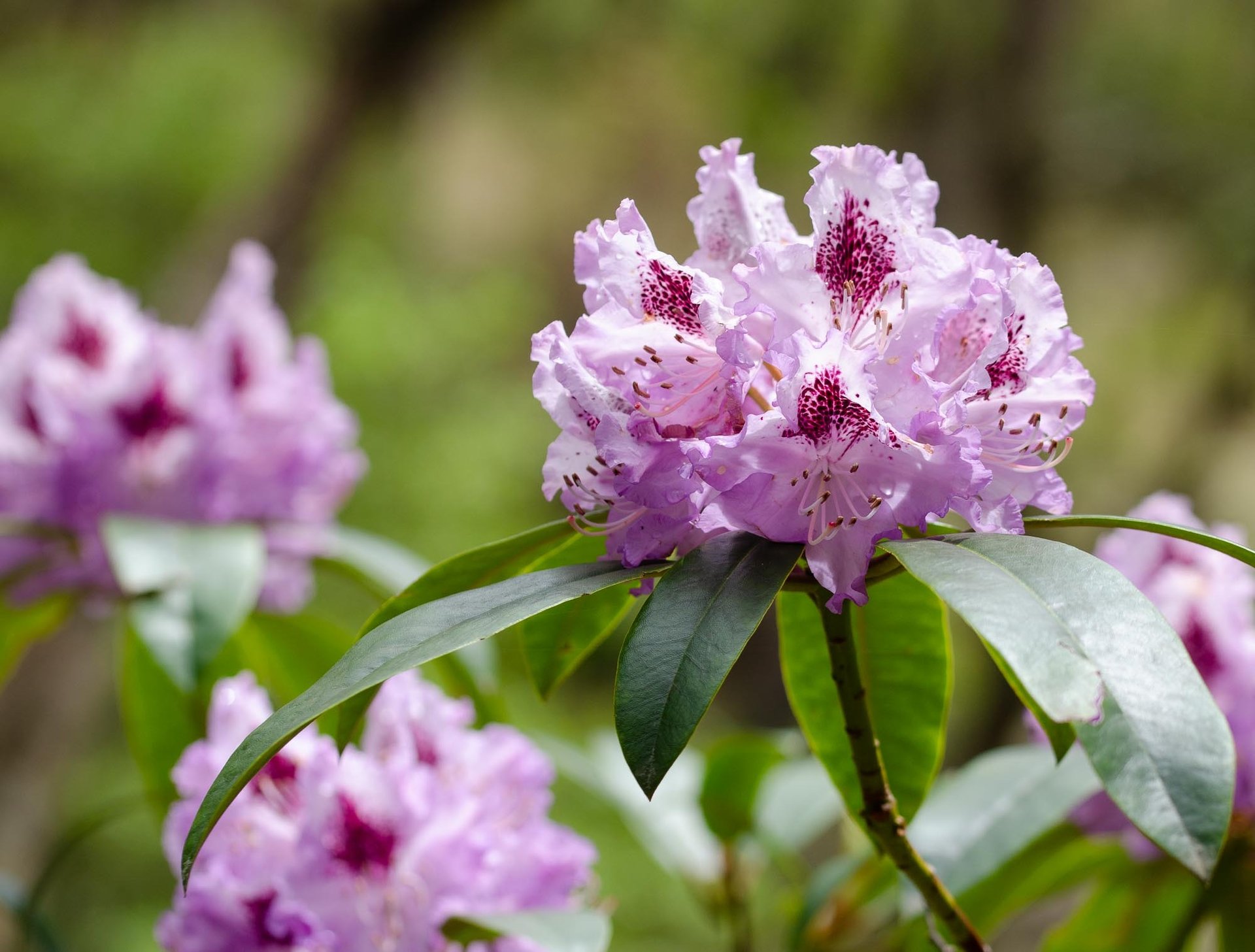 orange petaled flowers