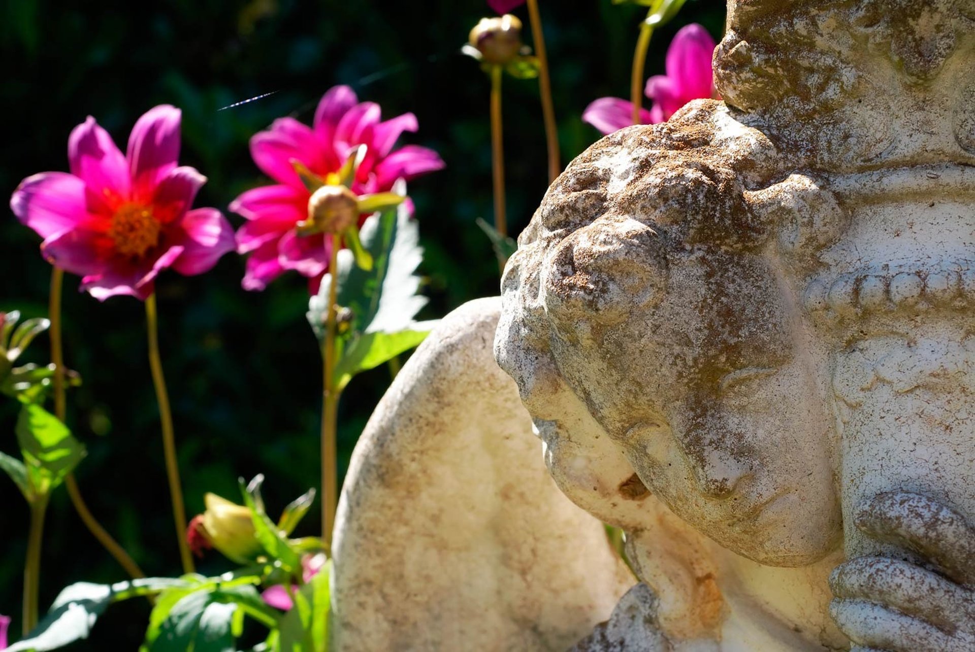 orange petaled flowers