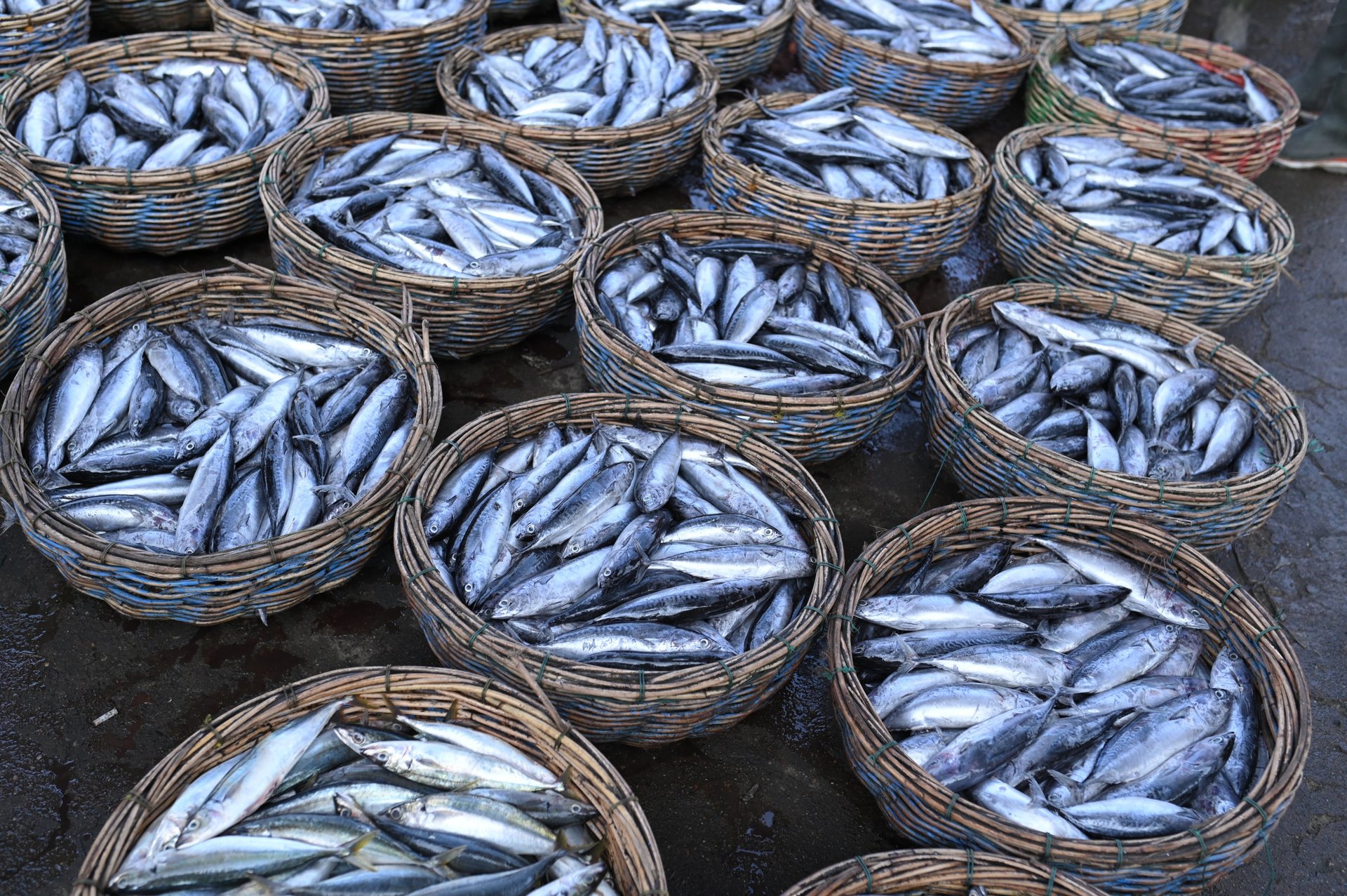gray fishes on ice