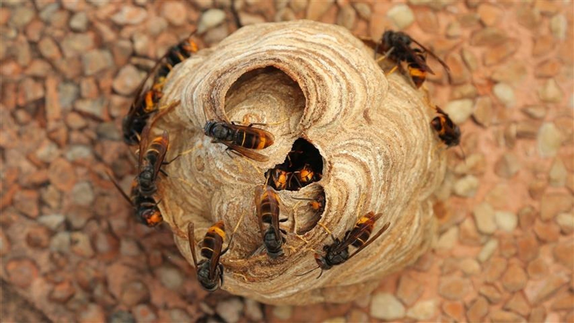 black and brown leather padded tub sofa