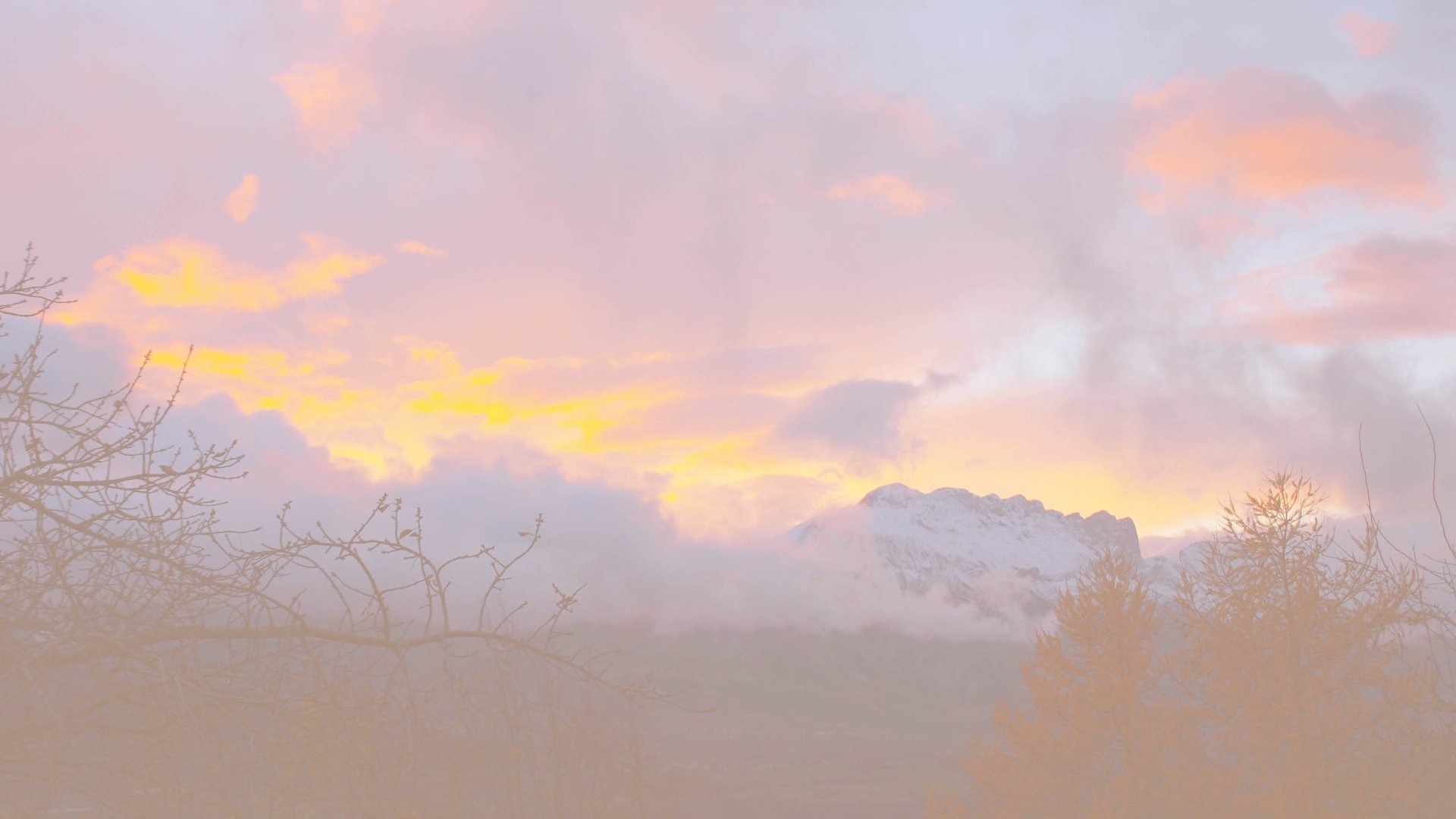 a couple of trees that are next to each other