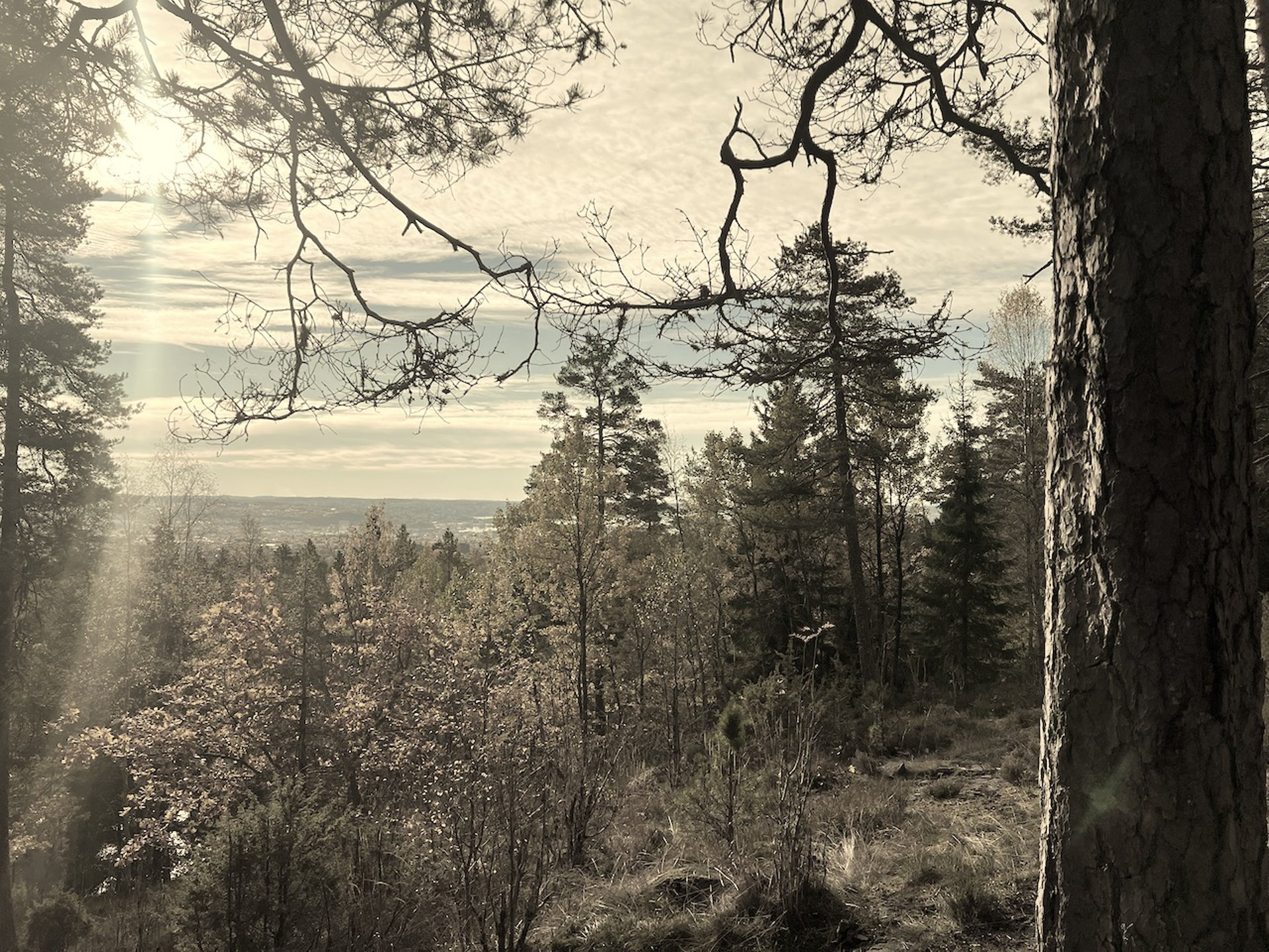 green pine trees at daytime