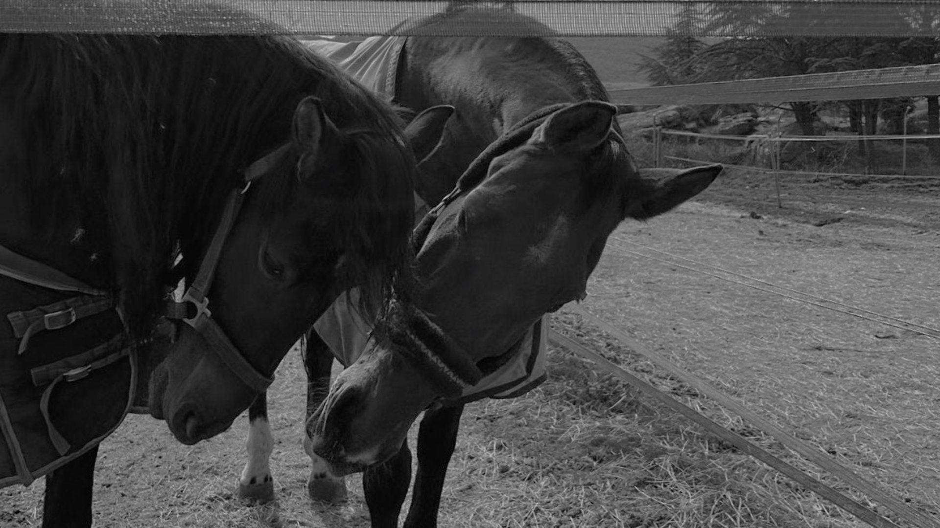 black and white bed linen