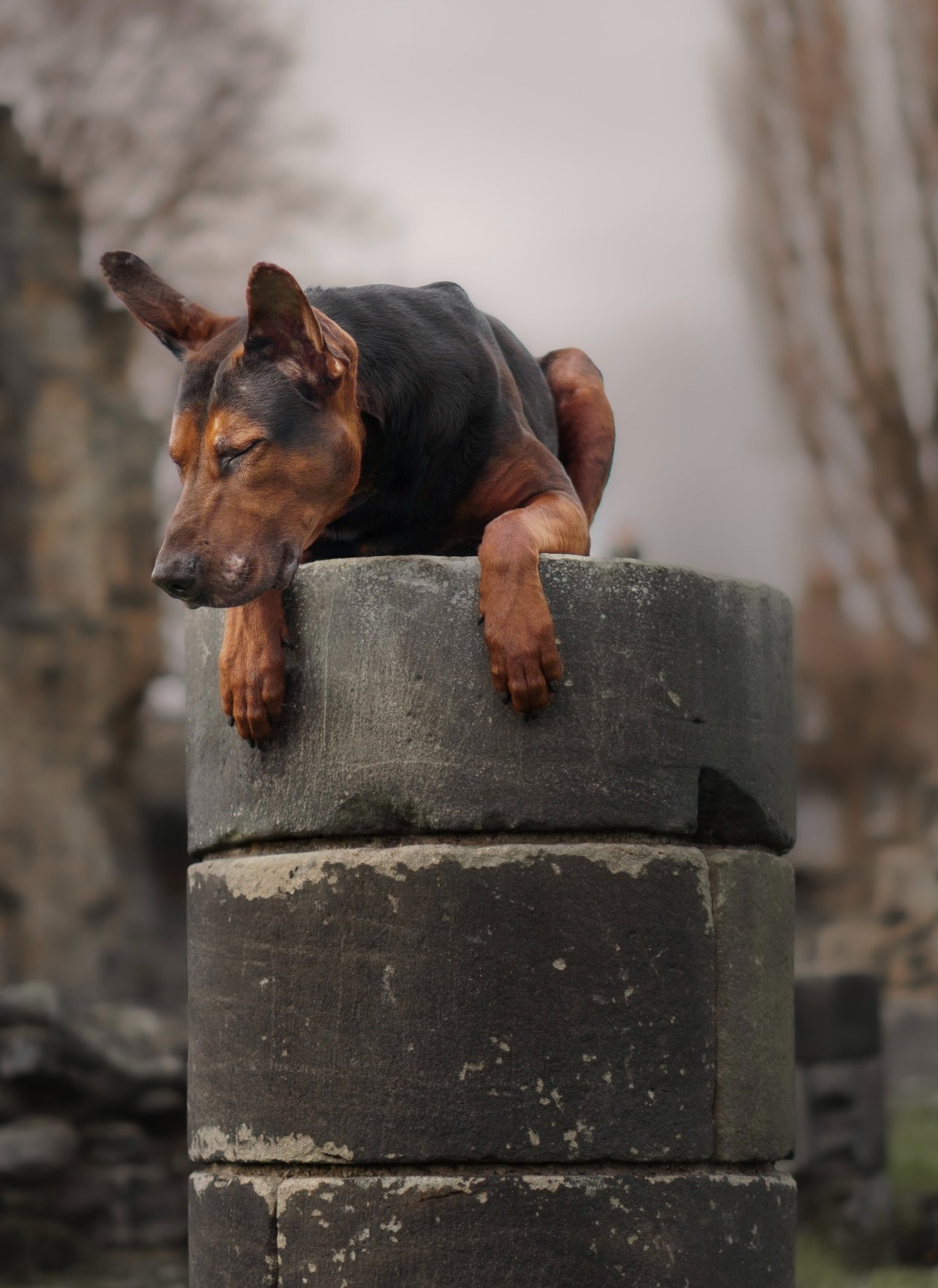 a dog lying on the ground