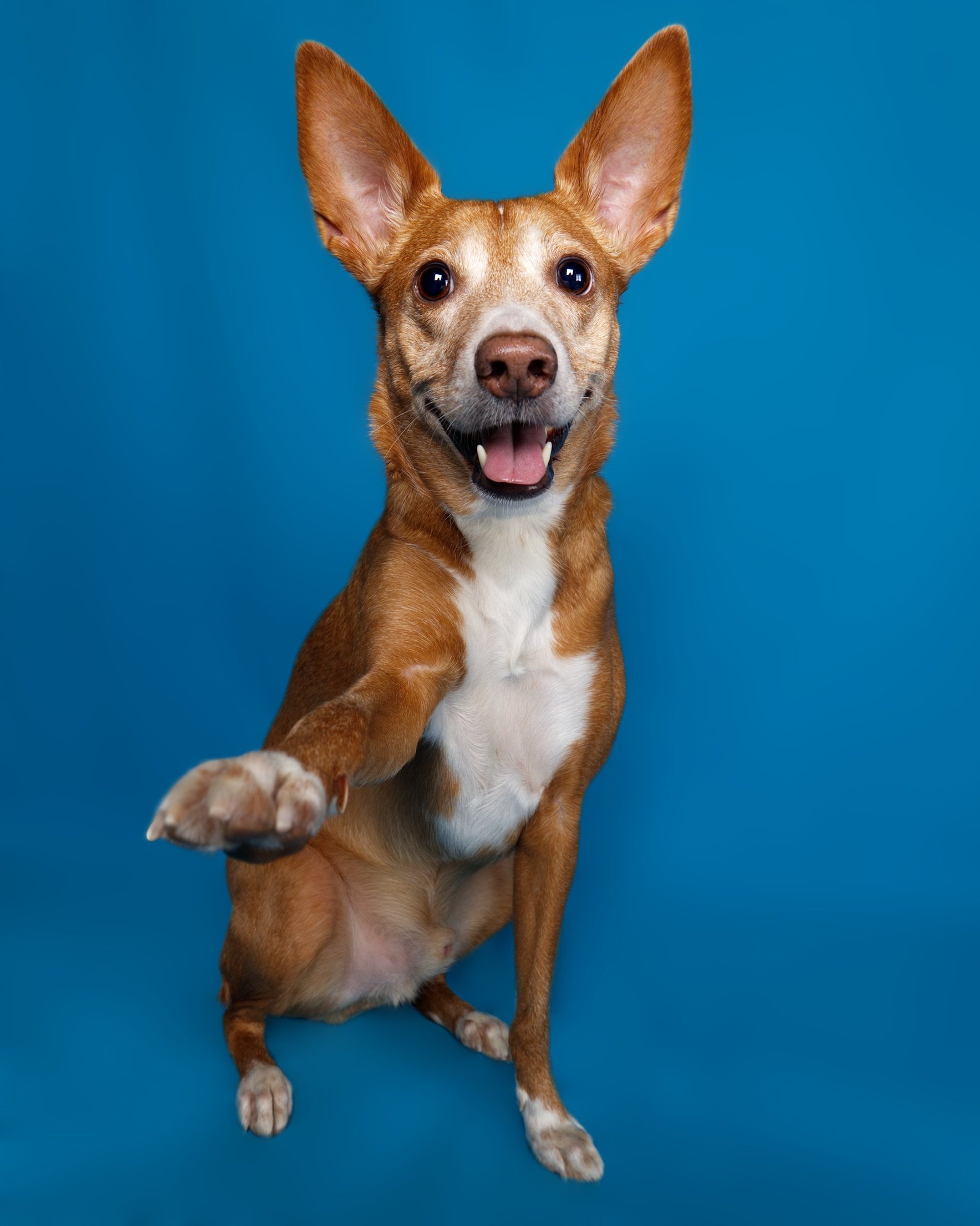 black blue and yellow textile
