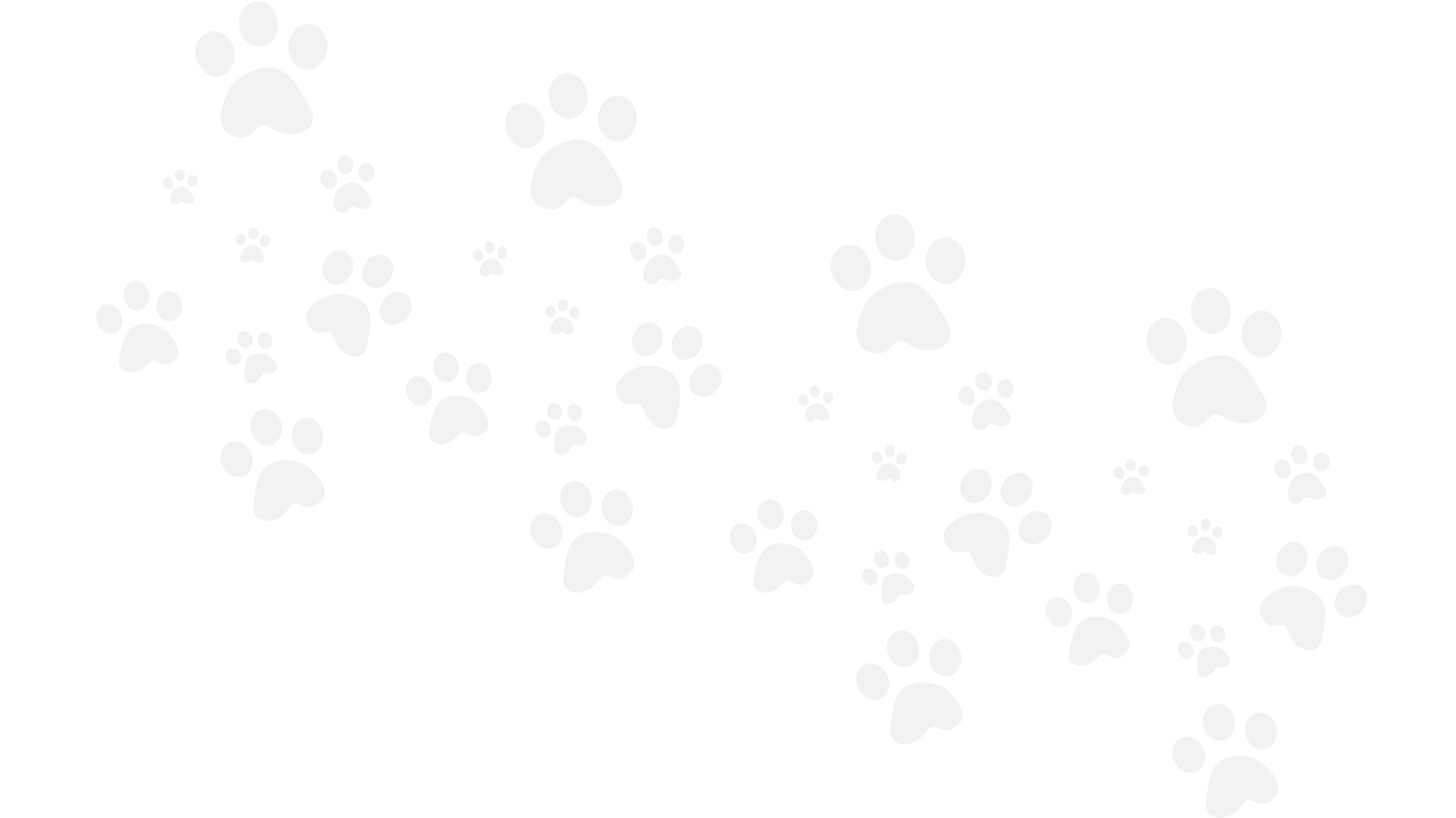 A dog paw prints in the sand on a beach