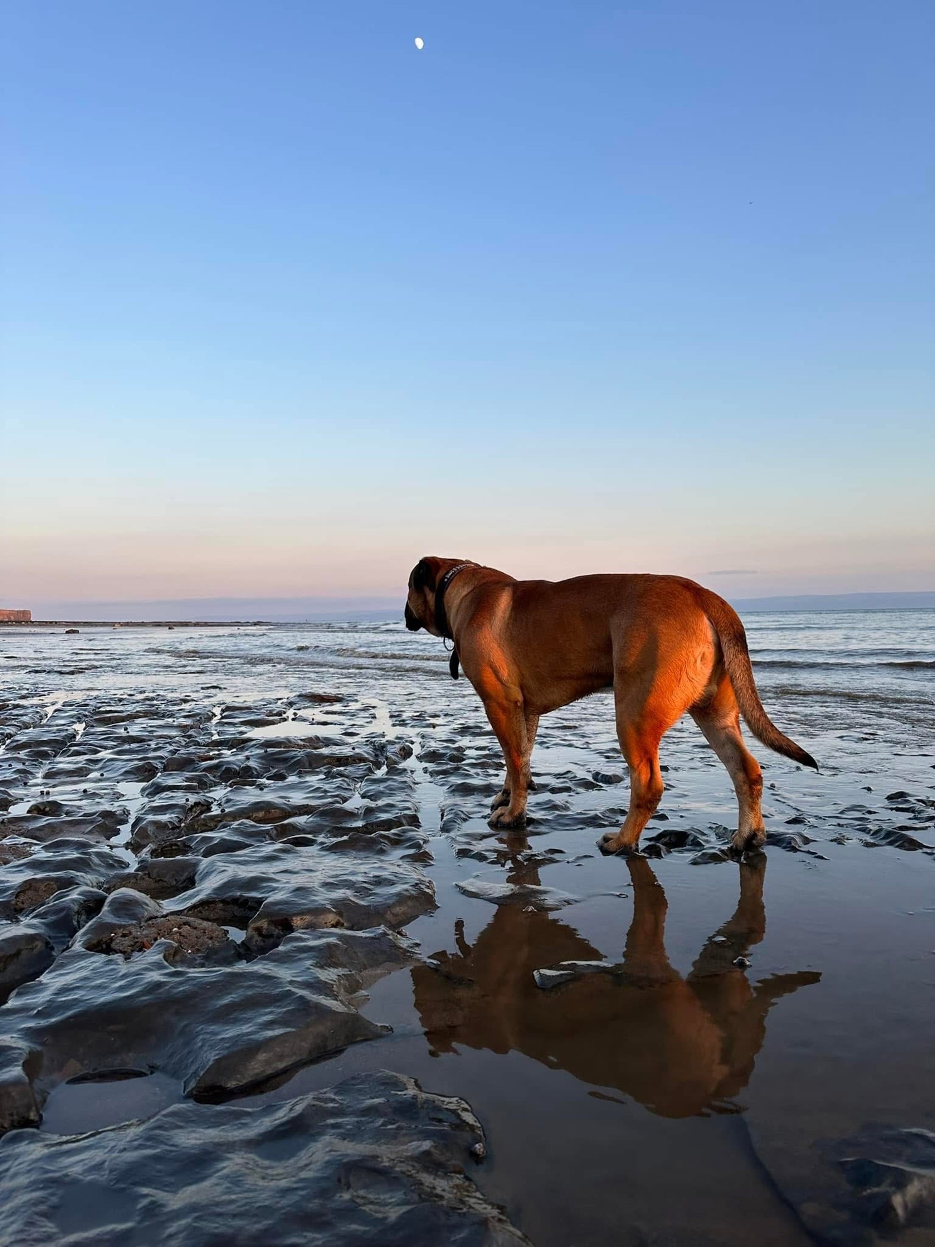 Boerboel breeders uk scetch of one of their boerboels south african mastiffs