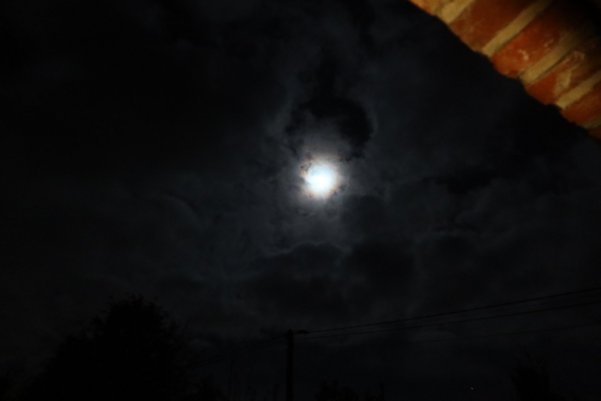 woman holding dried flower