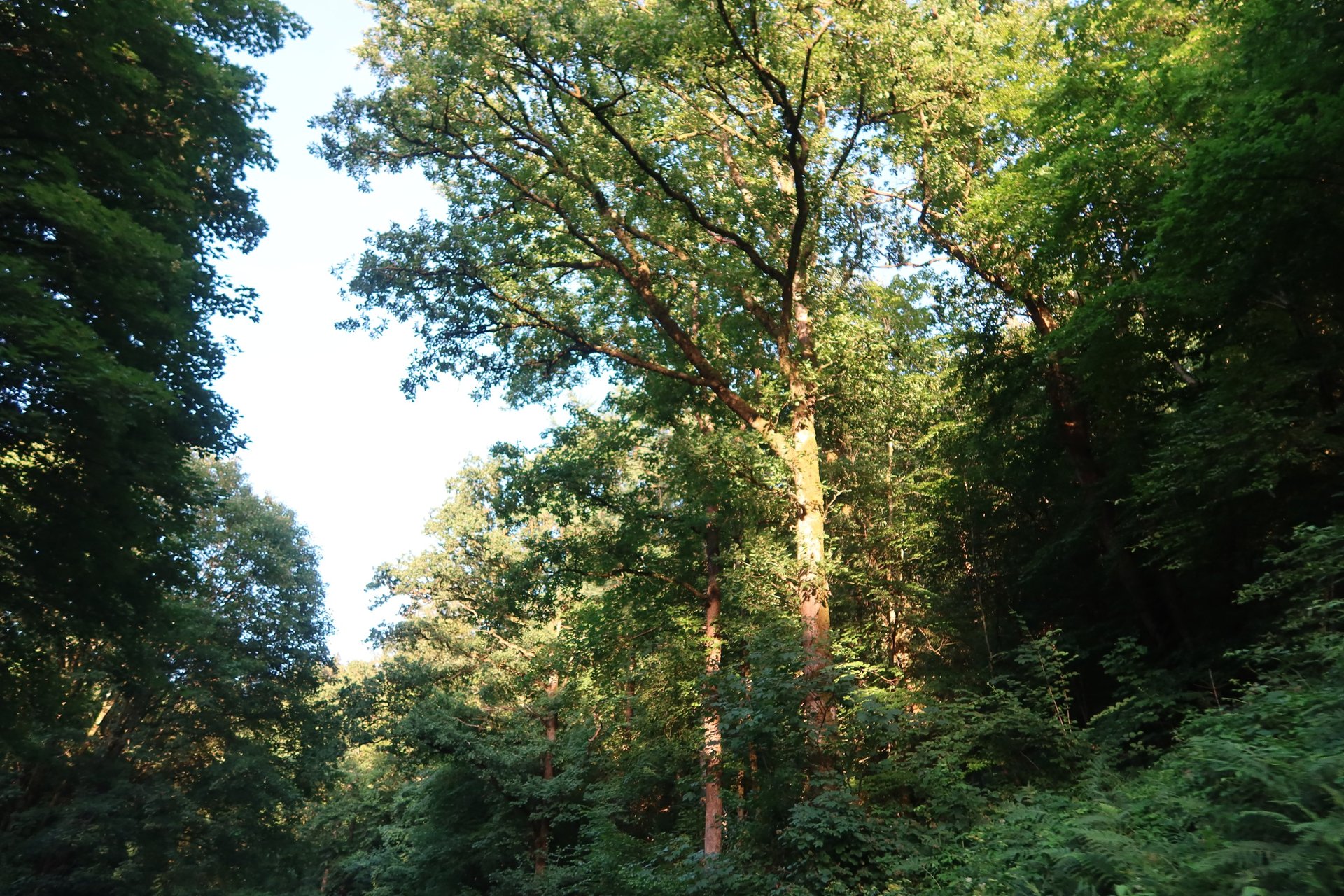 woman holding dried flower