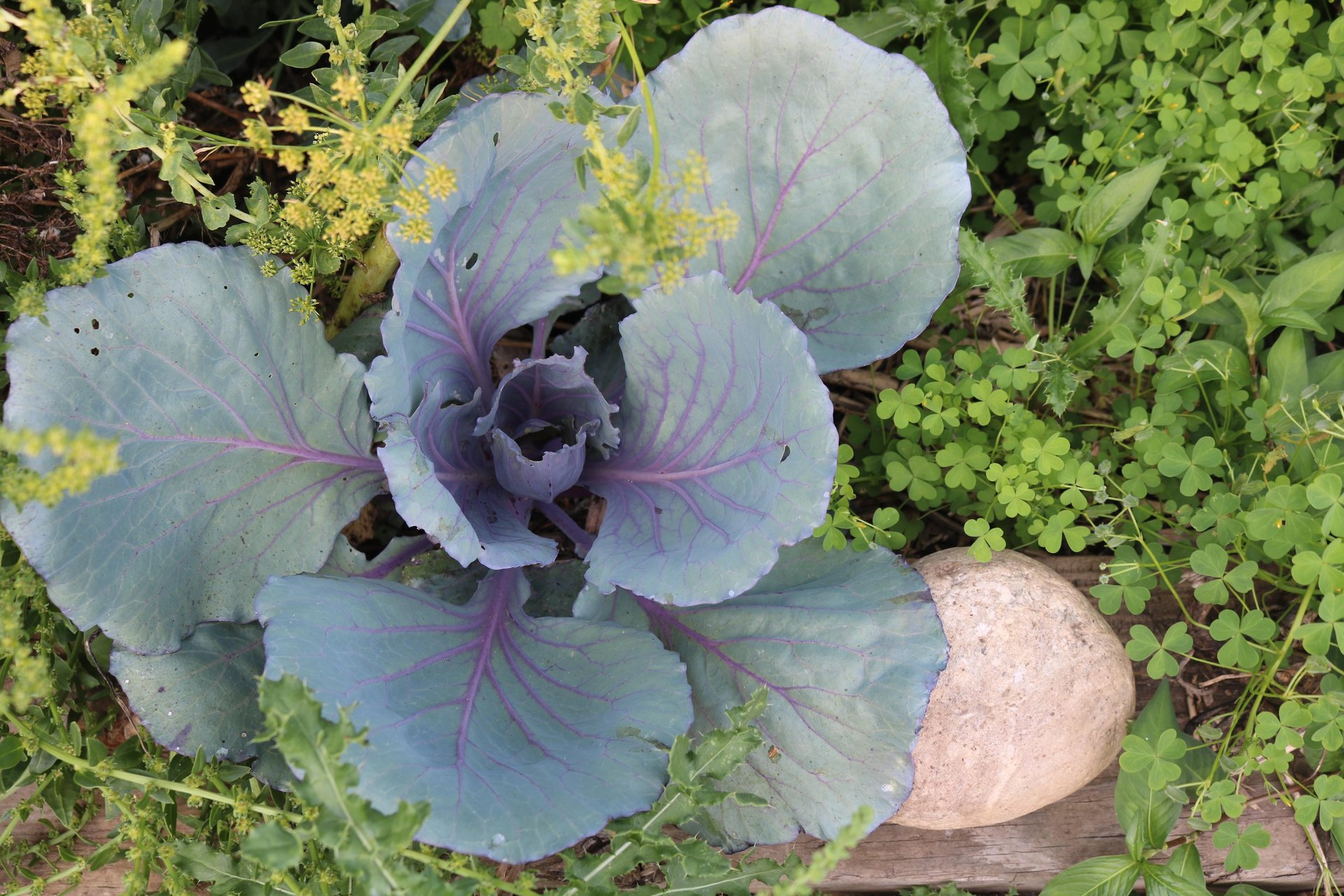Collards, dill, and various vegetation in the Schauders' garden.