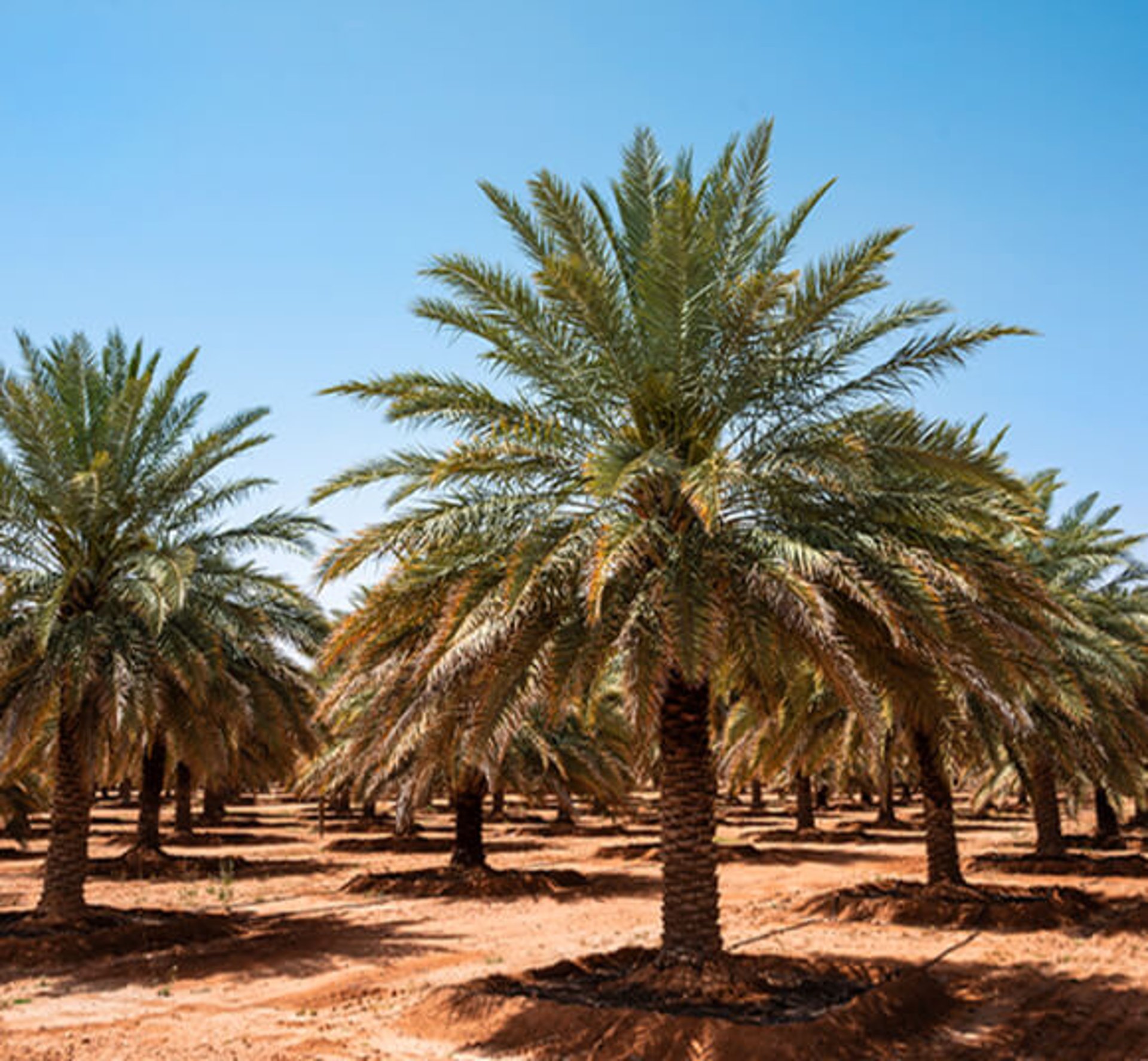black and brown leather padded tub sofa