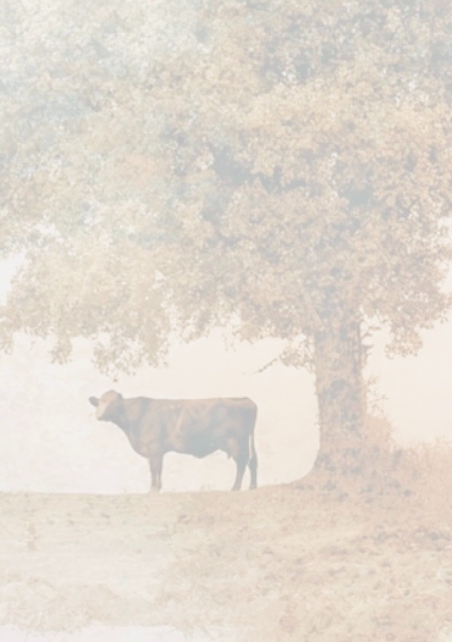 herd of black cows on green grass field during daytime
