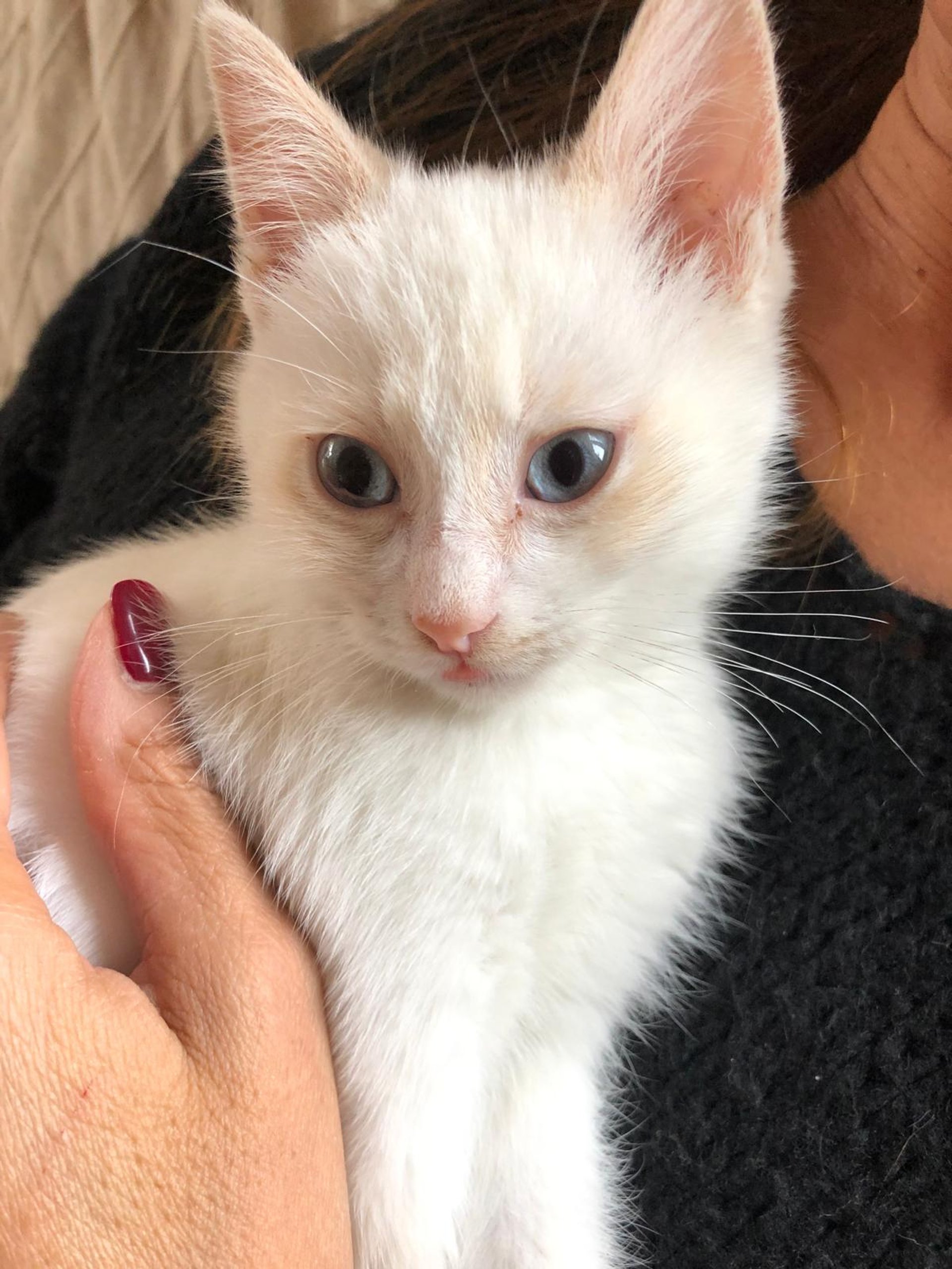 gray computer monitor