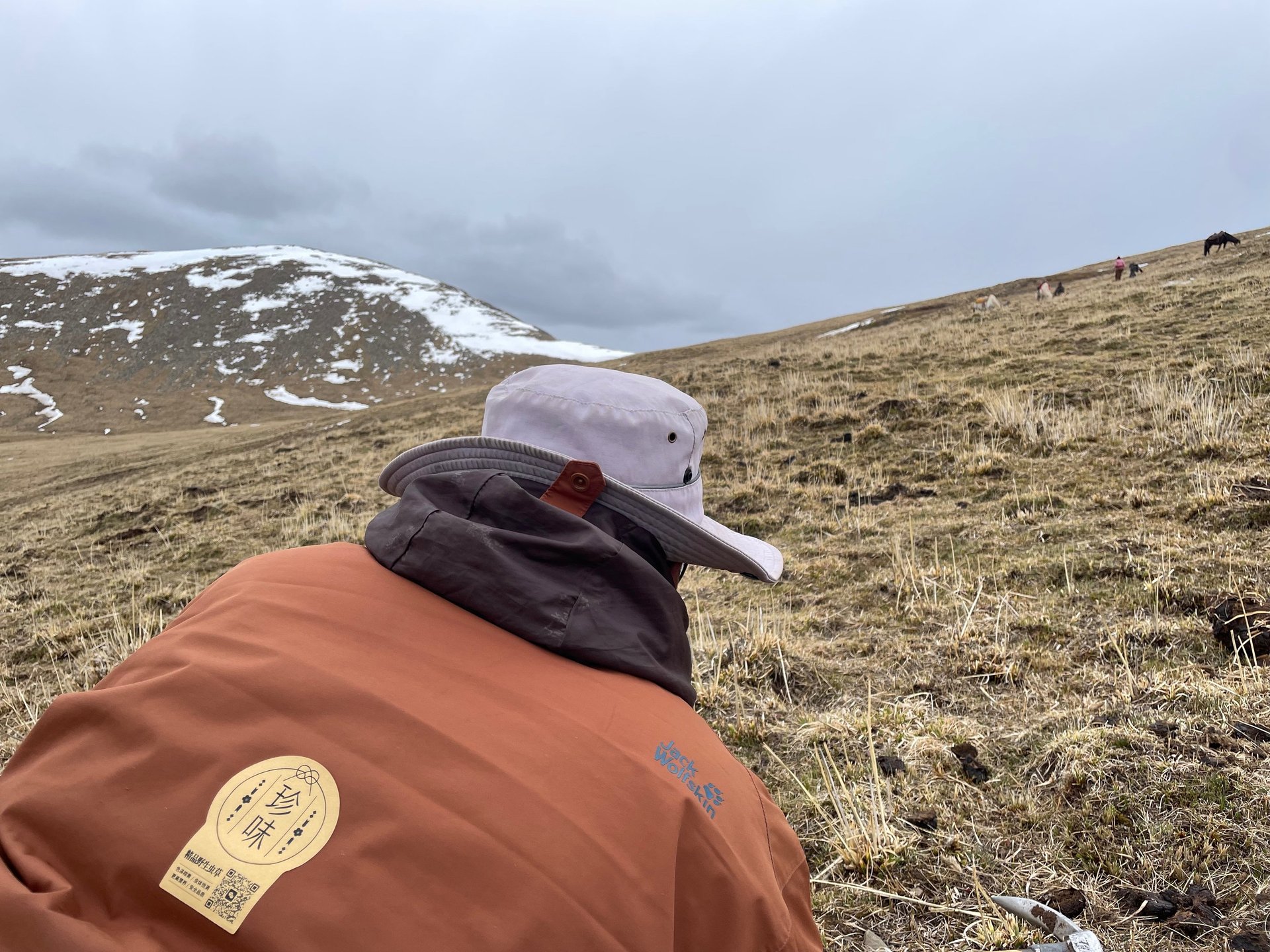 “A Tibetan worker wearing a branded JanNutra jacket, equipped with tools, harvesting premium cordyceps on the mountain