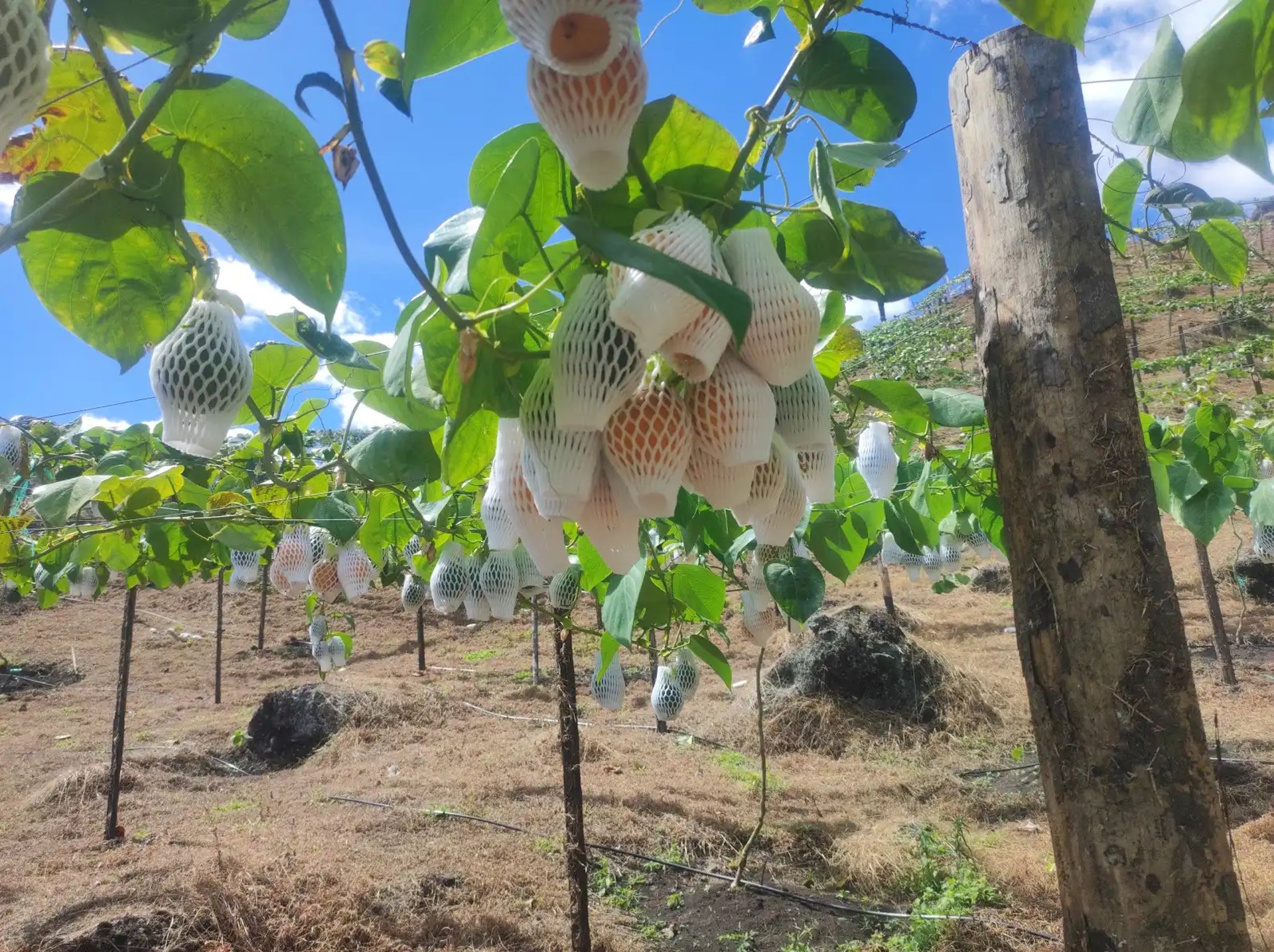 an abstract photo of a curved building with a blue sky in the background