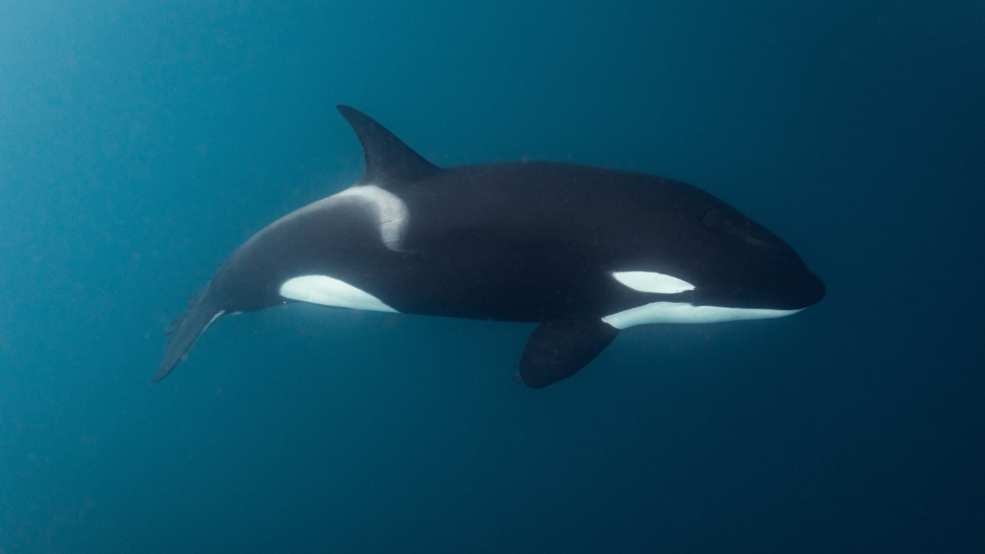 two black dolphins on body of water during sunrise
