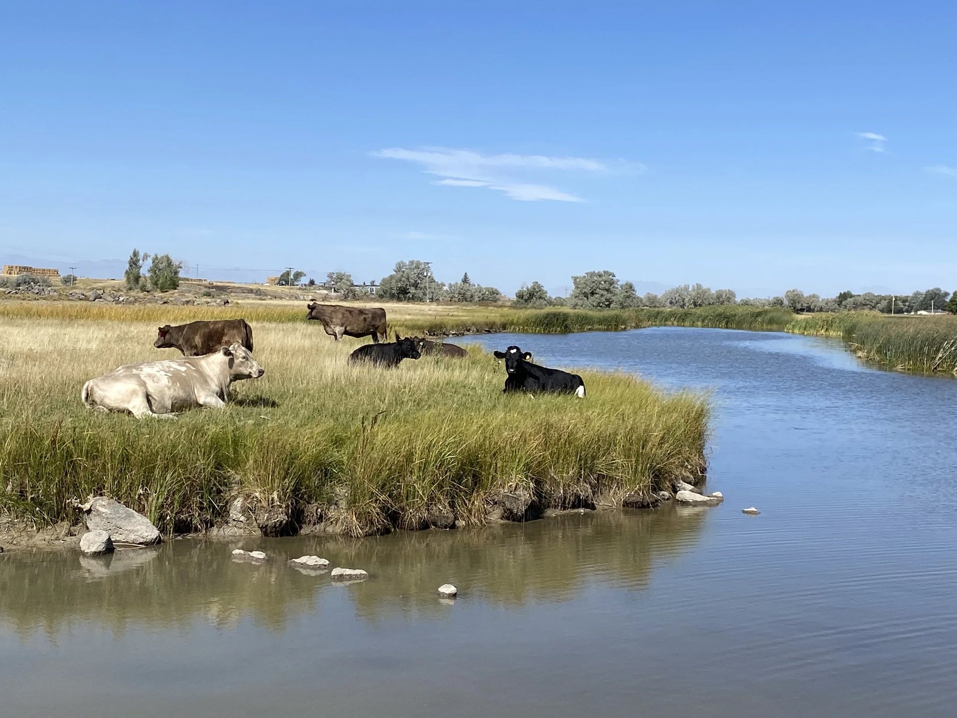 a couple of cows that are standing in the grass