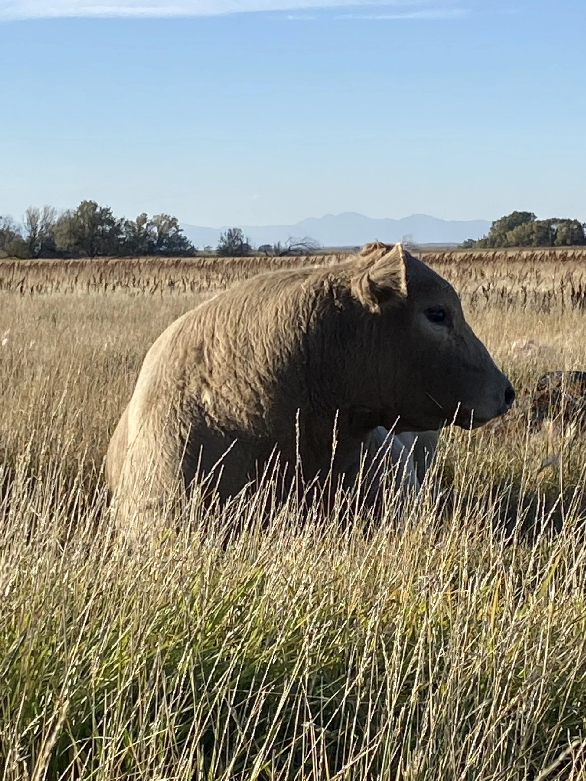 gray computer monitor