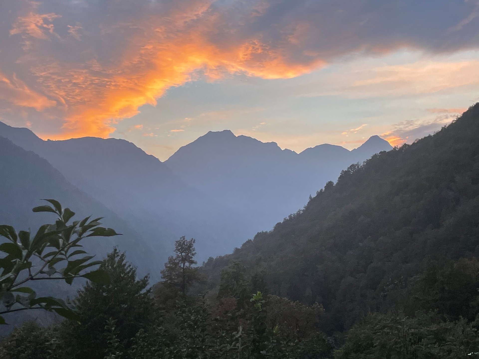 green trees under white sky during daytime