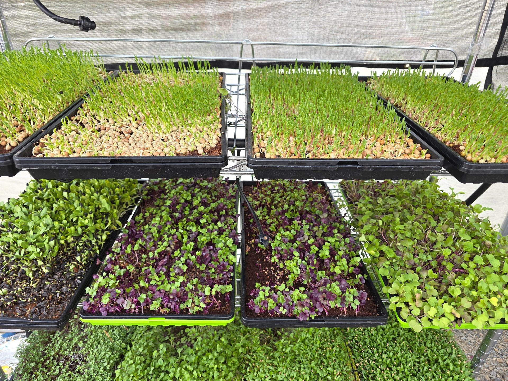 black and white bed linen