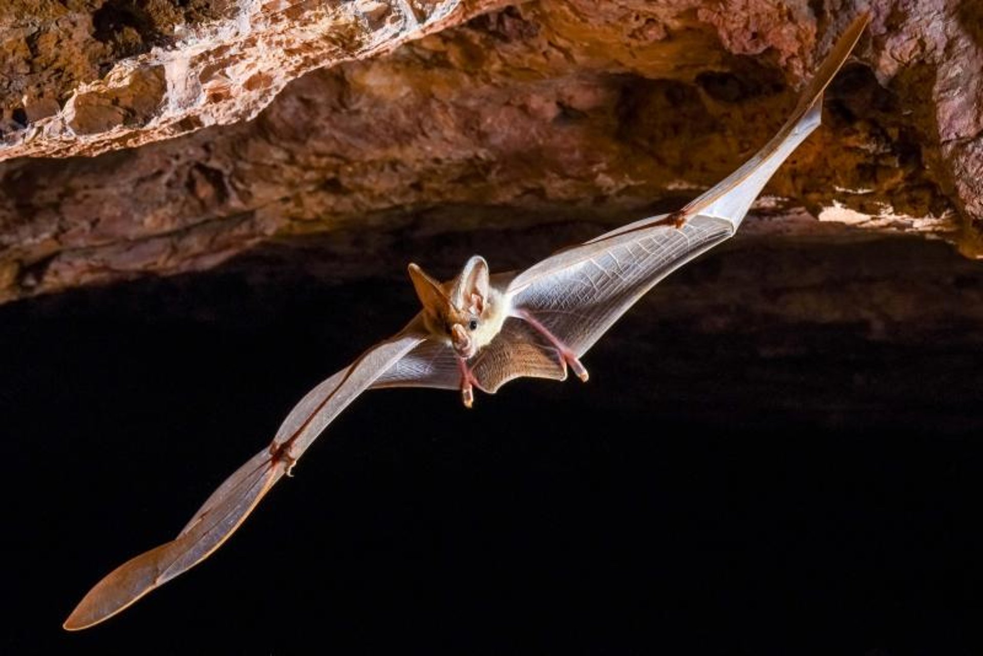 Ghost Bat - Cave Animal of the Year