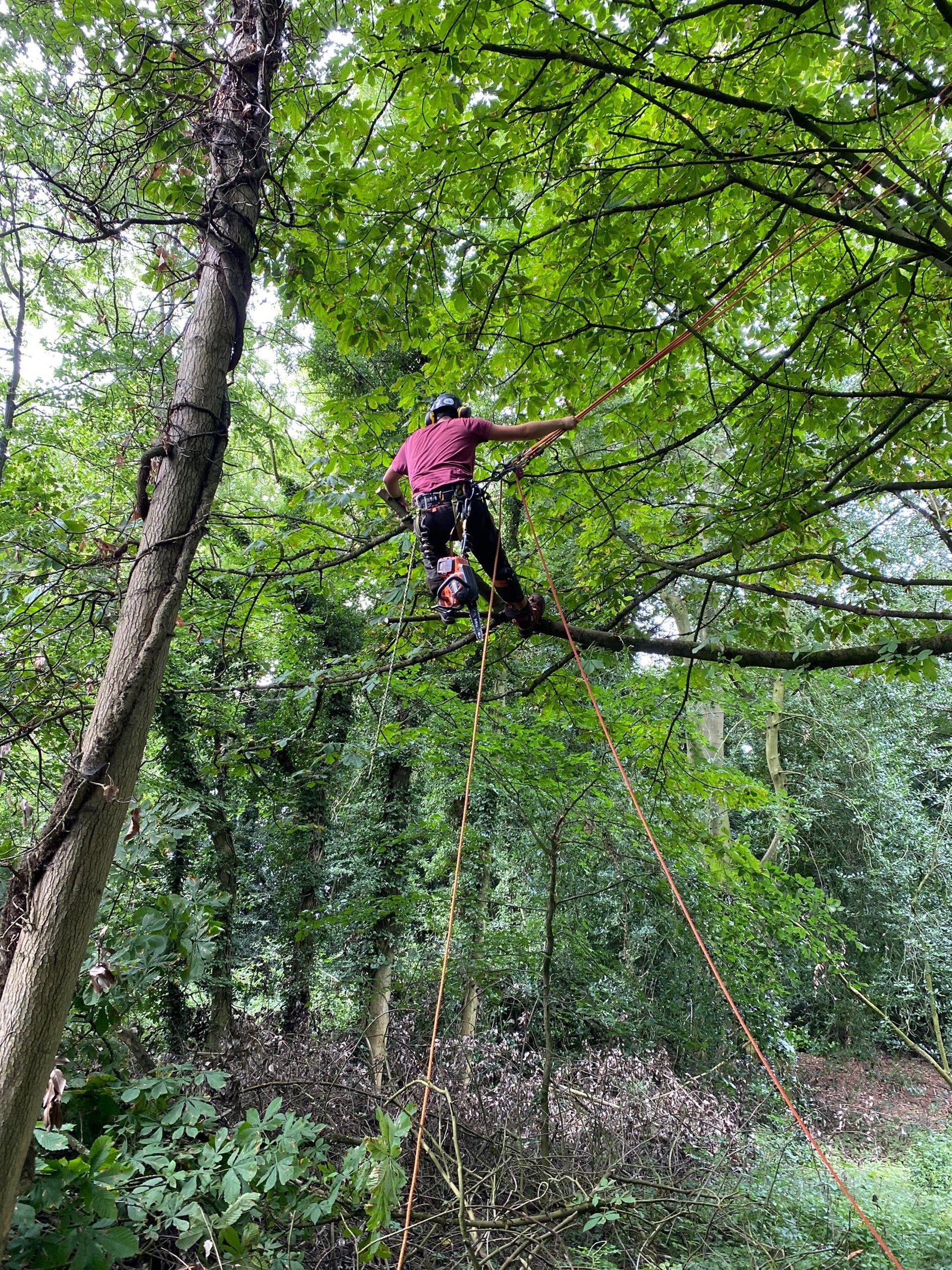 Aerial pruning