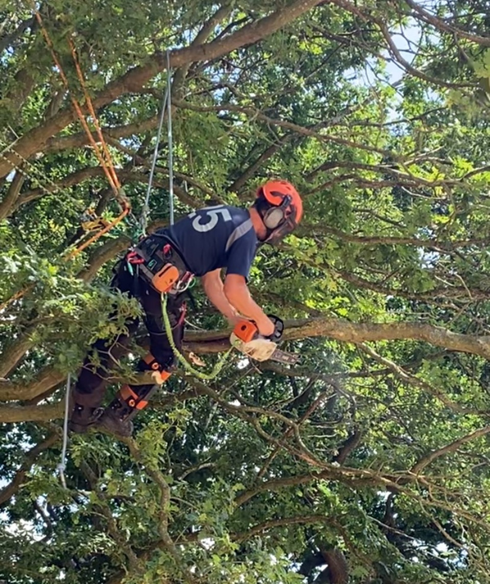 Tree climbing and aerial rescue