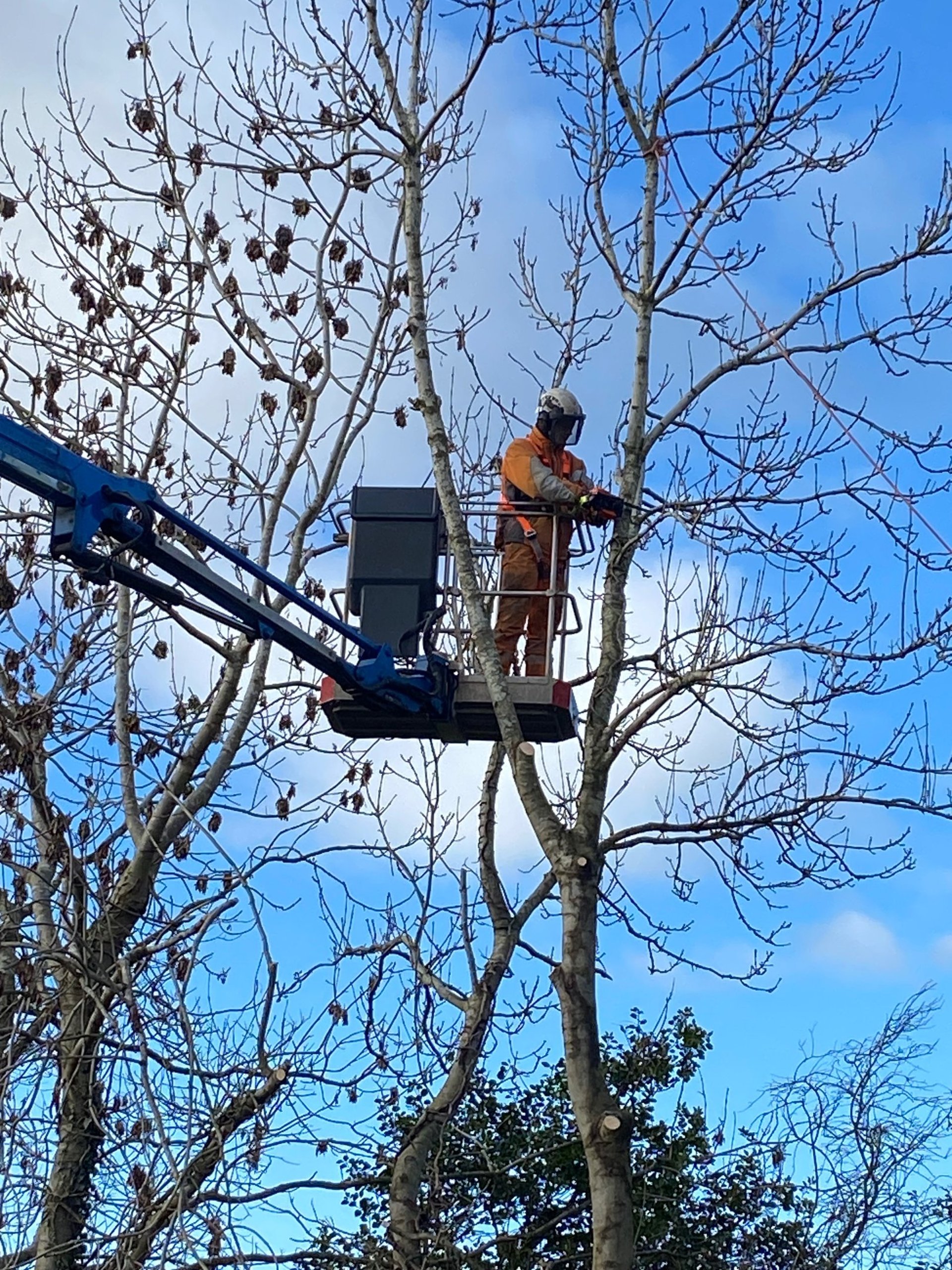 MEWP aerial pruning