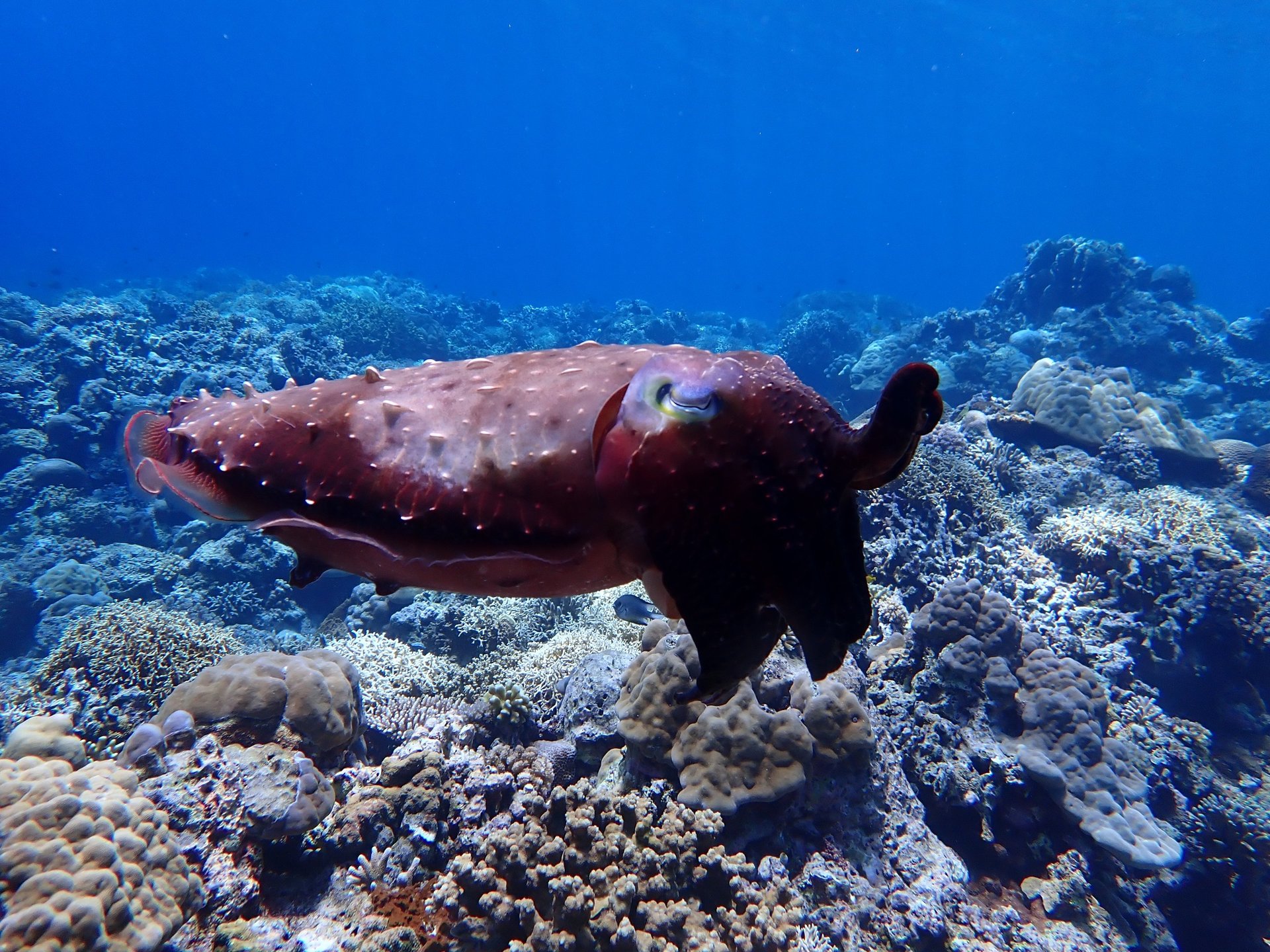 black blue and yellow textile