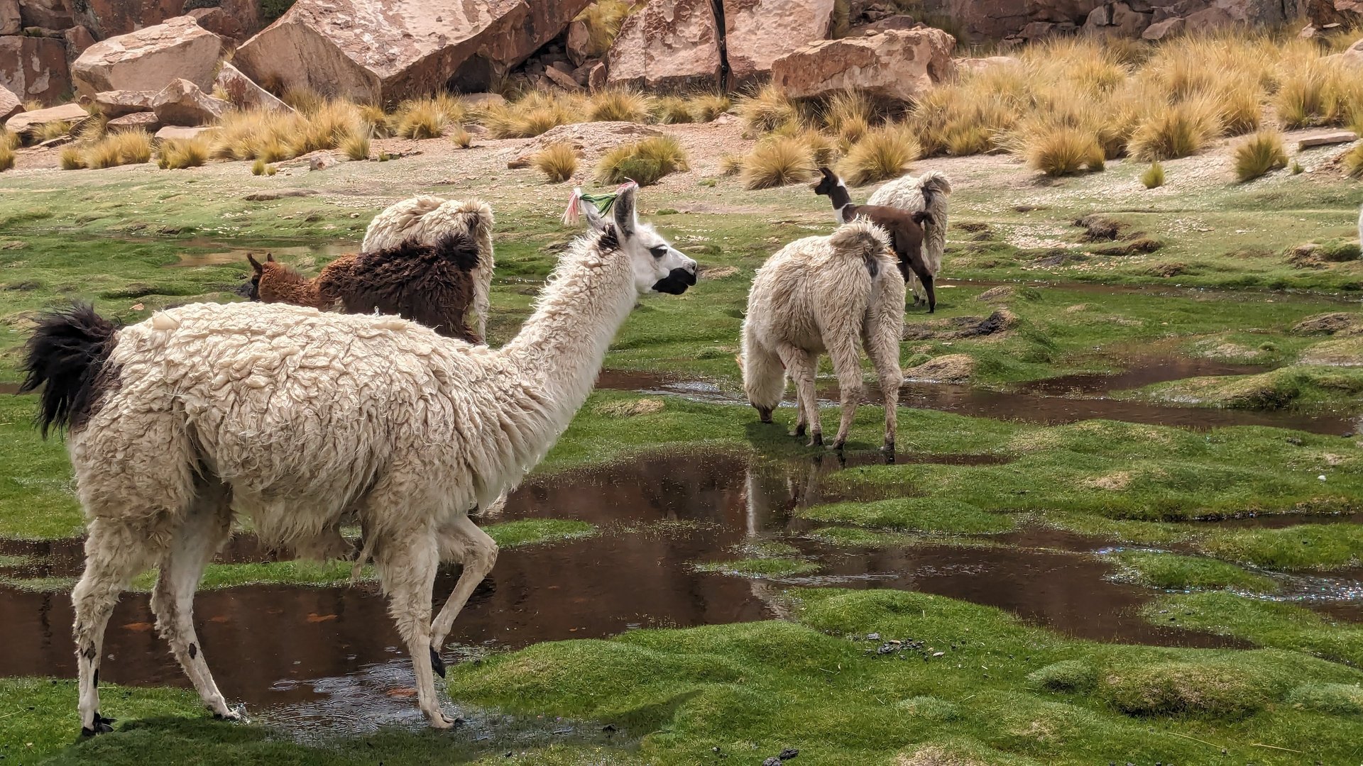 black blue and yellow textile