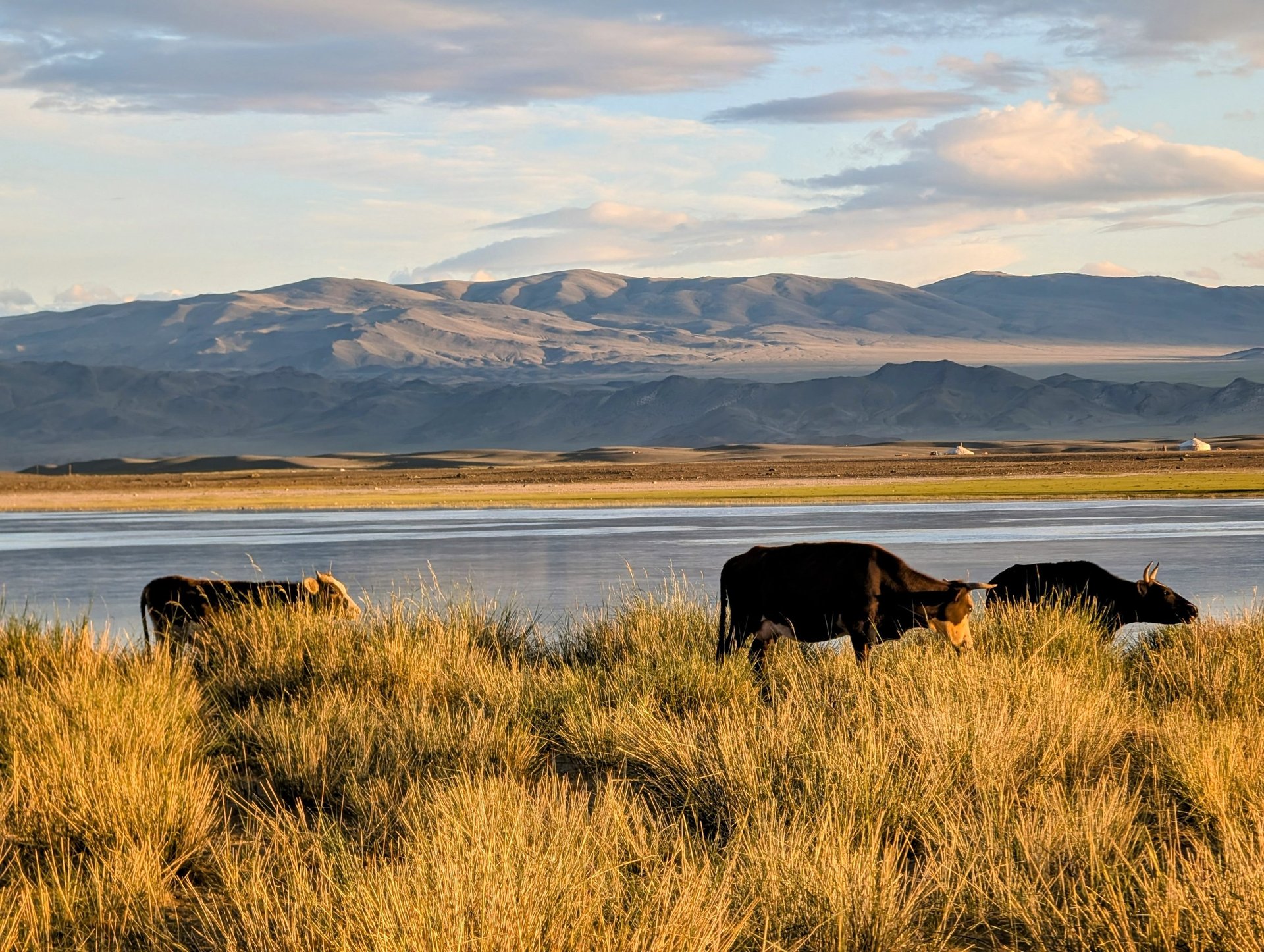 black blue and yellow textile