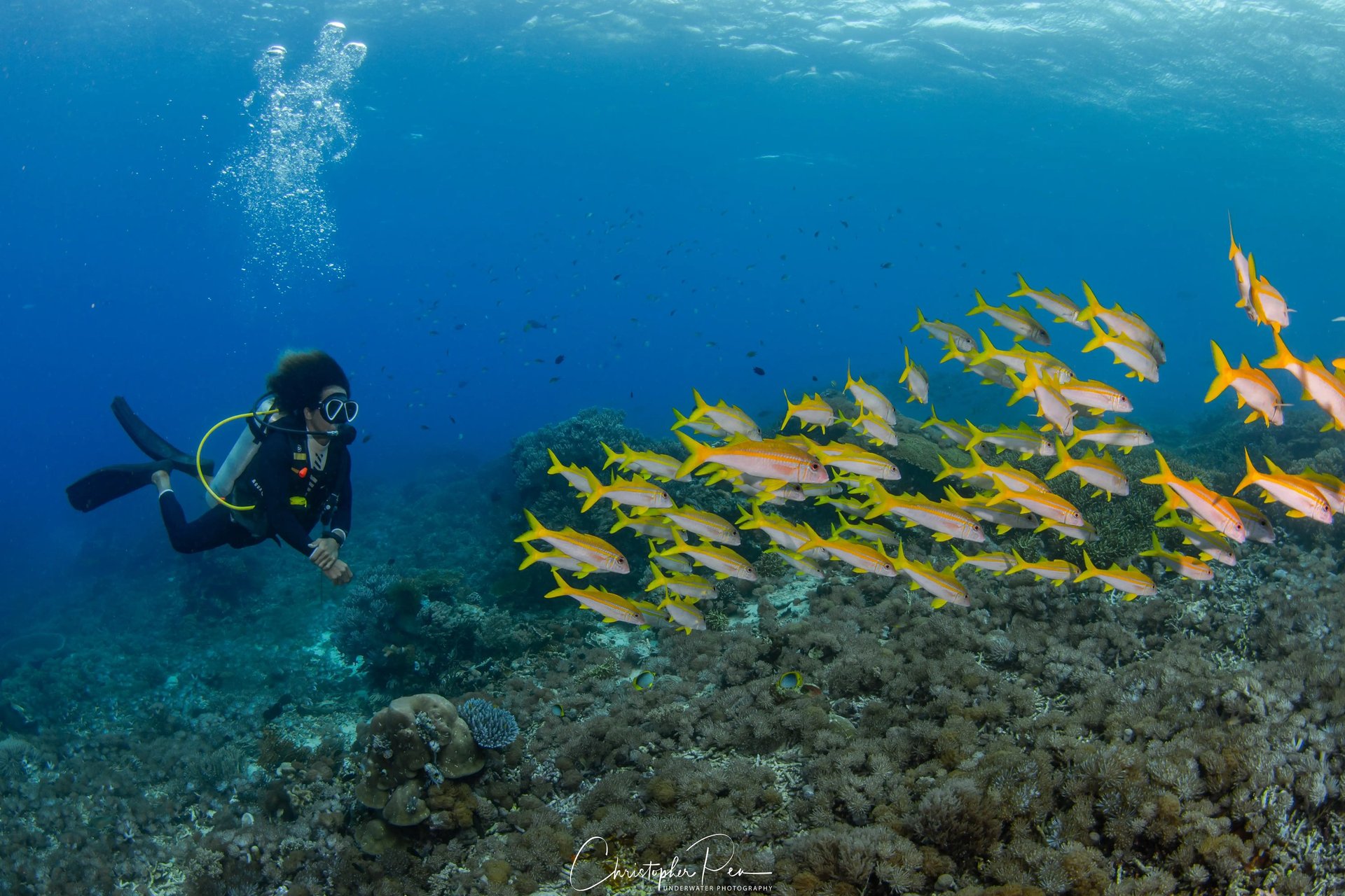 black and brown leather padded tub sofa