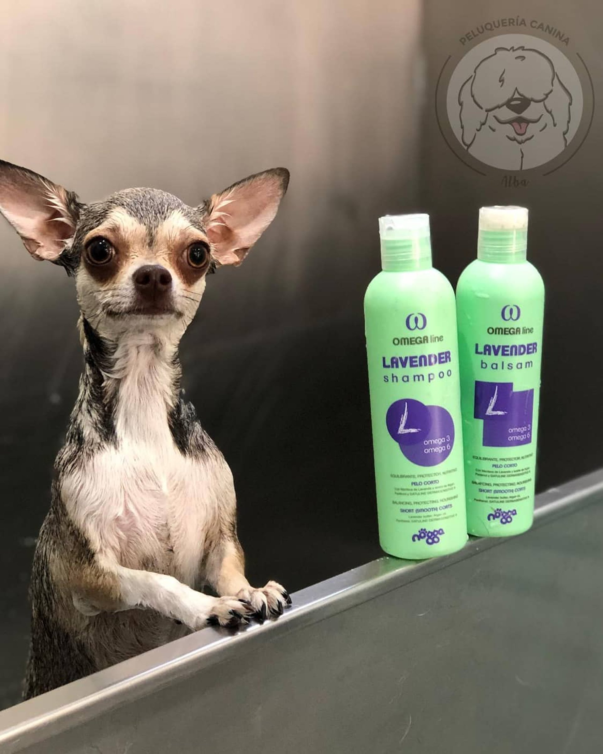 a brown and white dog with a red bow on it's head