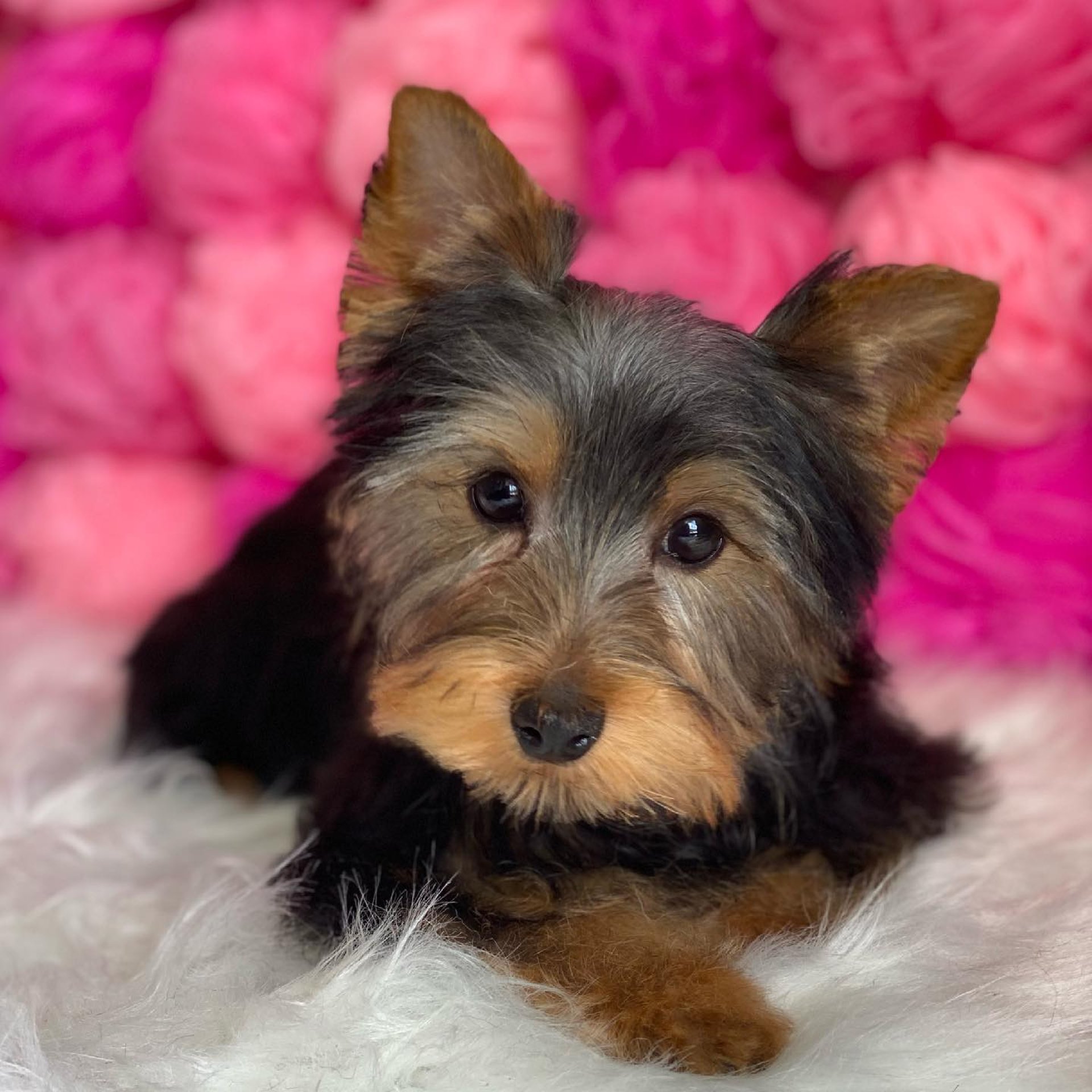 litter of dogs fall in line beside wall