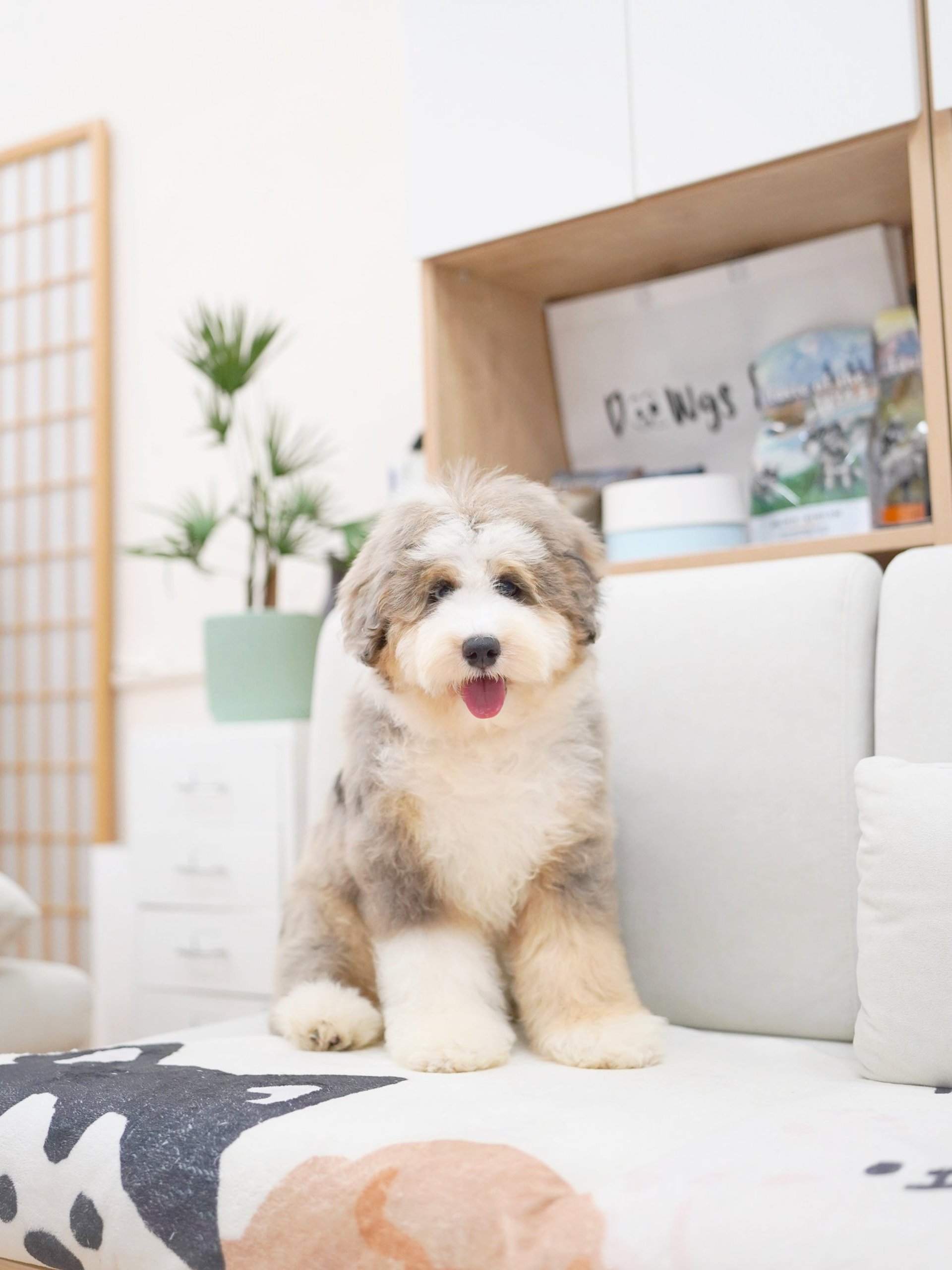 gray and white miniature schnauzer