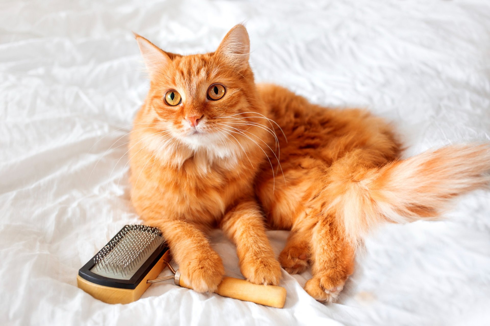 orange Persian cat sleeping