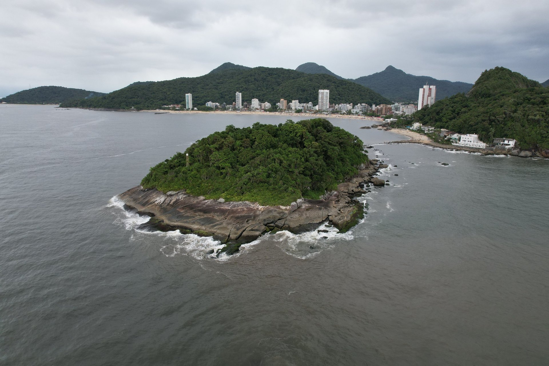 green and brown pine tree