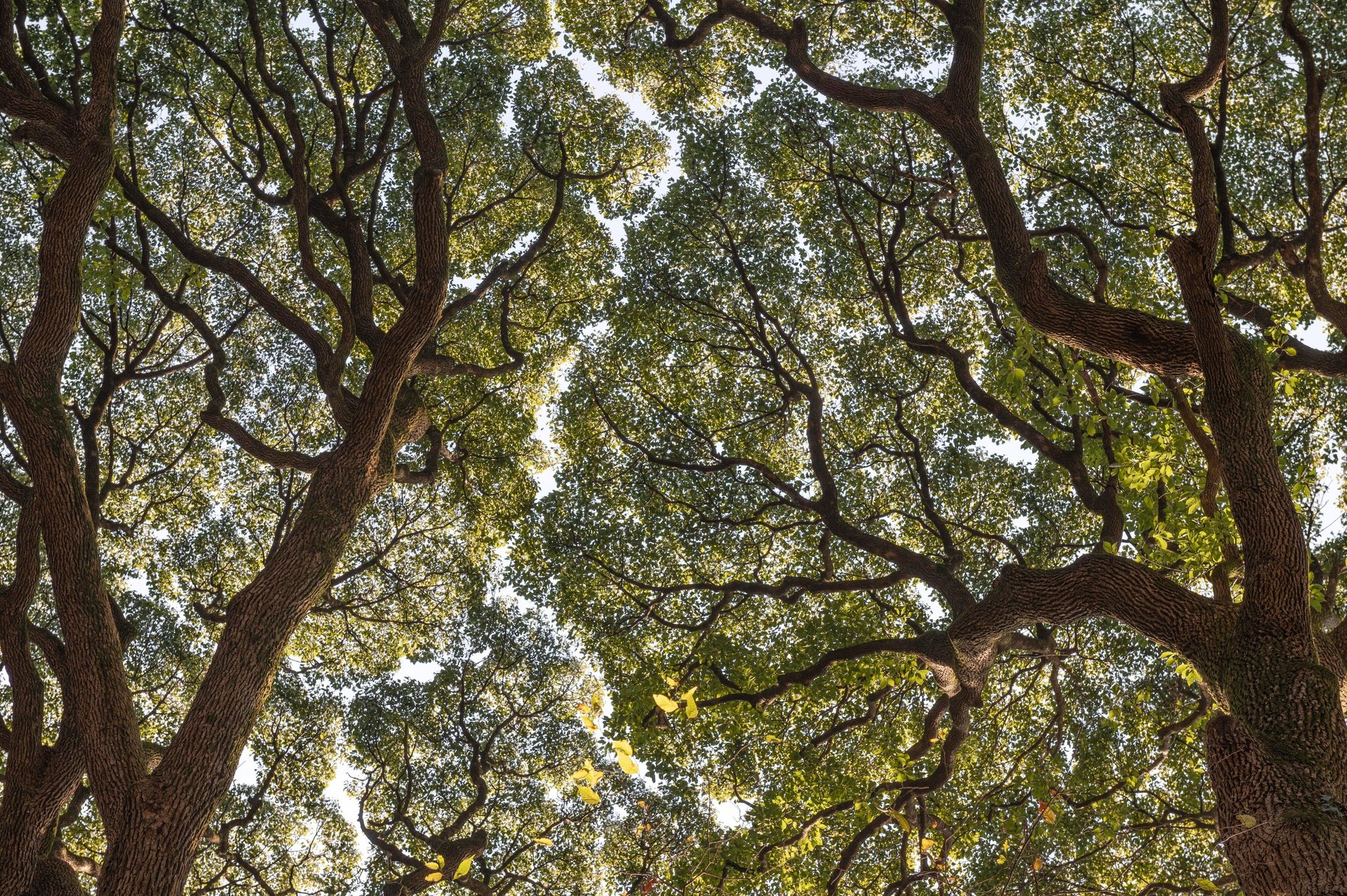 gray computer monitor