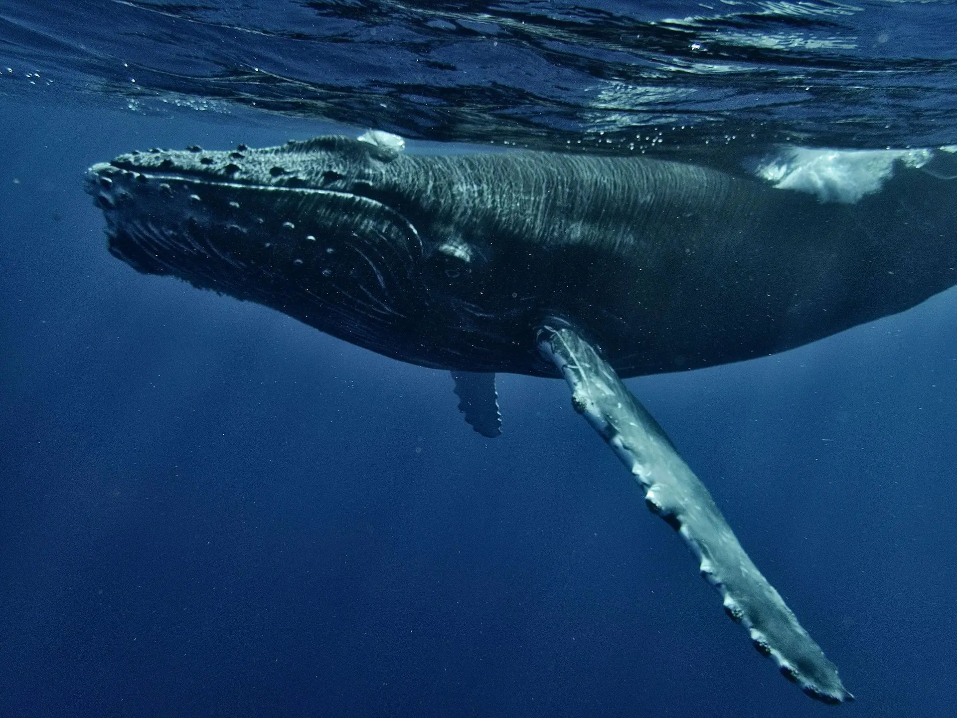 a humpback whale swims under the surface of the water