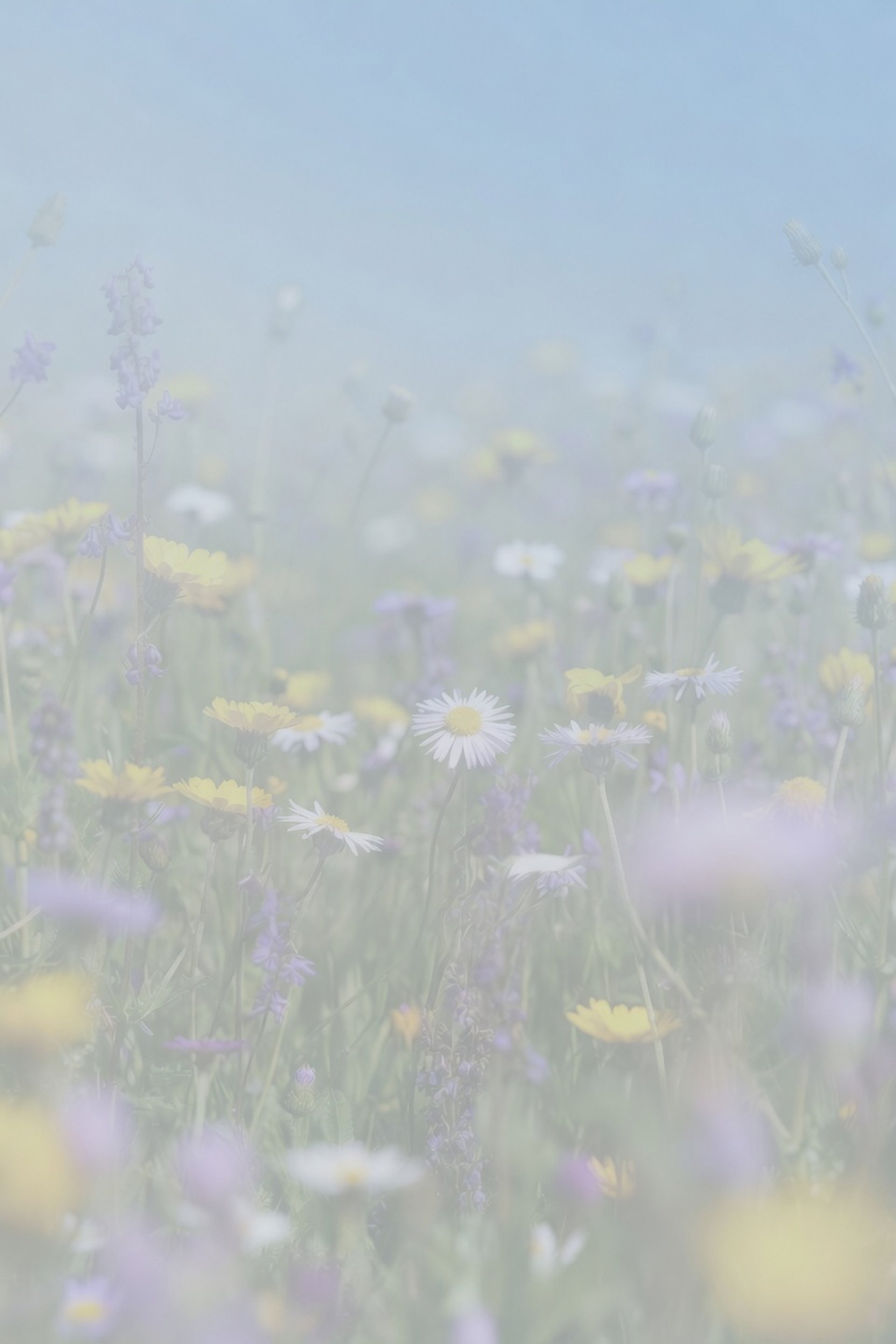Two colorful flowers bloom against a muted sky.