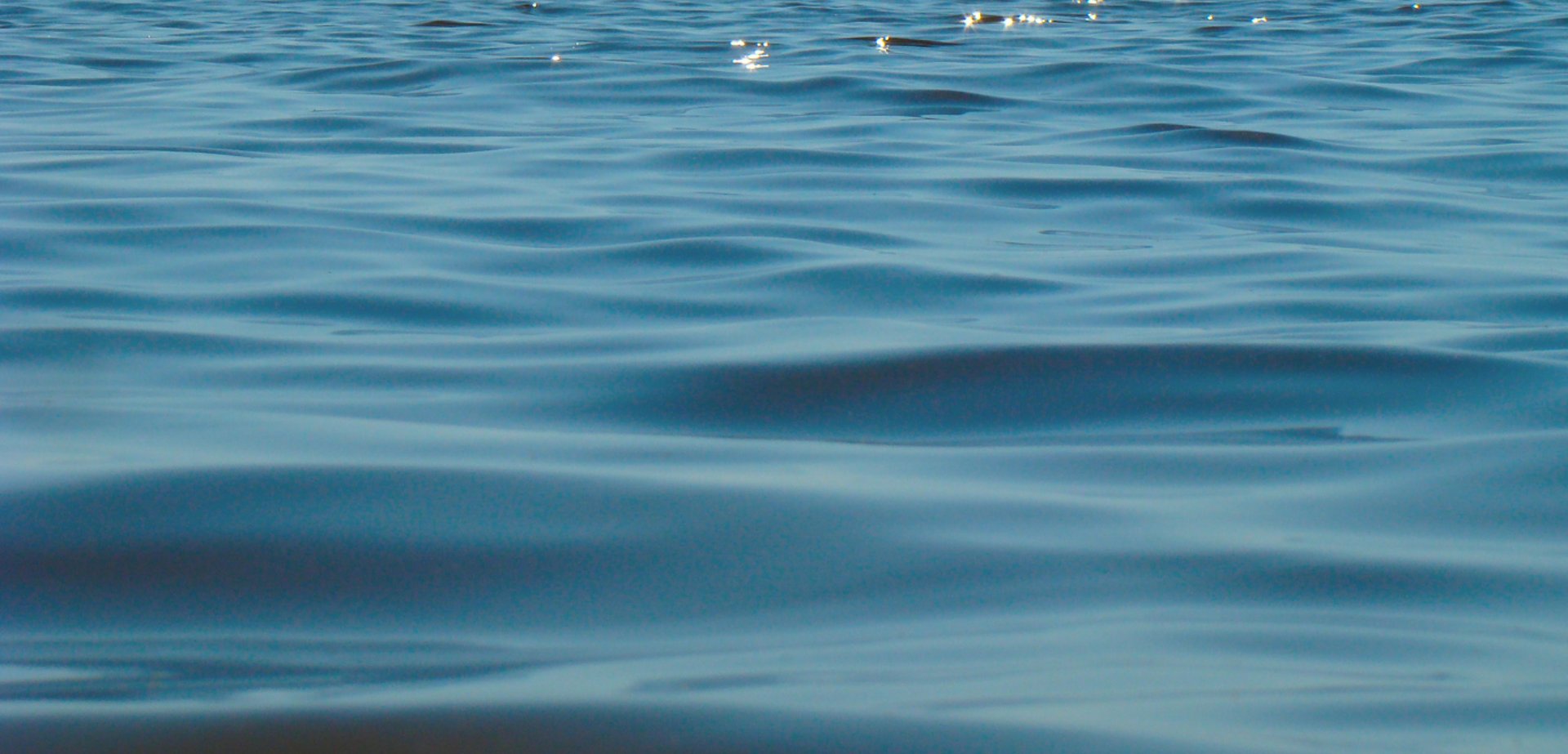 A bird floating on top of a body of water