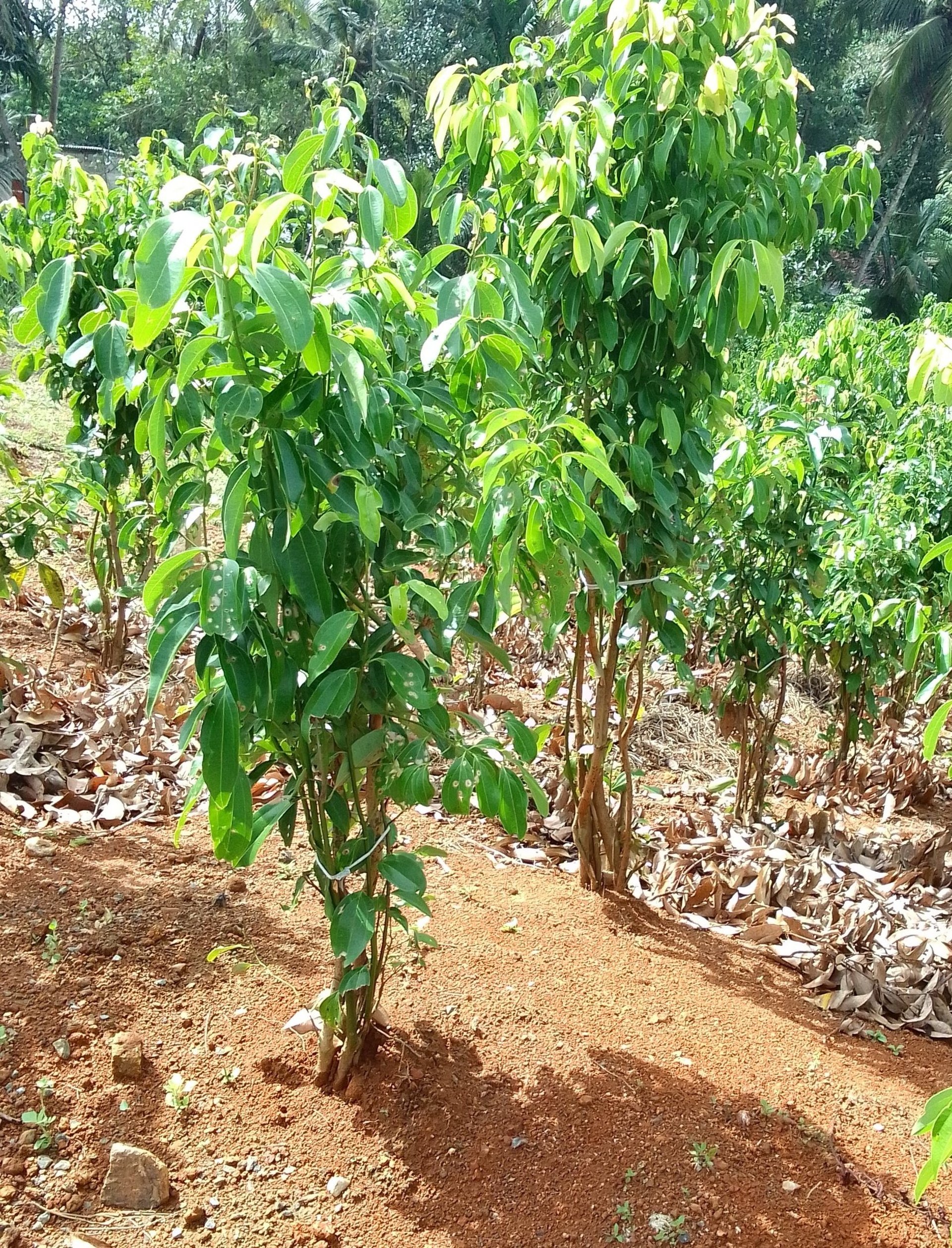 woman wearing yellow long-sleeved dress under white clouds and blue sky during daytime