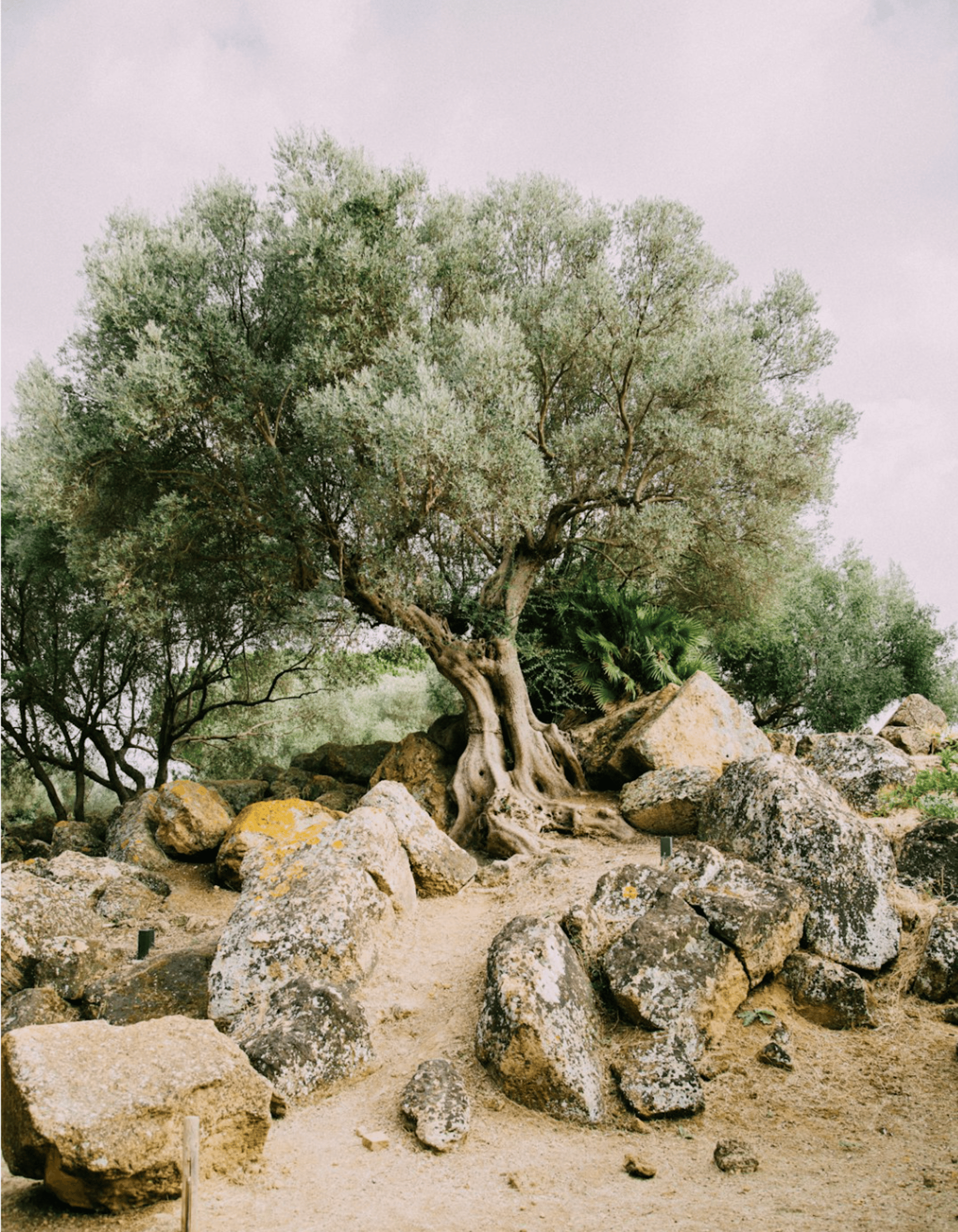 gray rocks across tree
