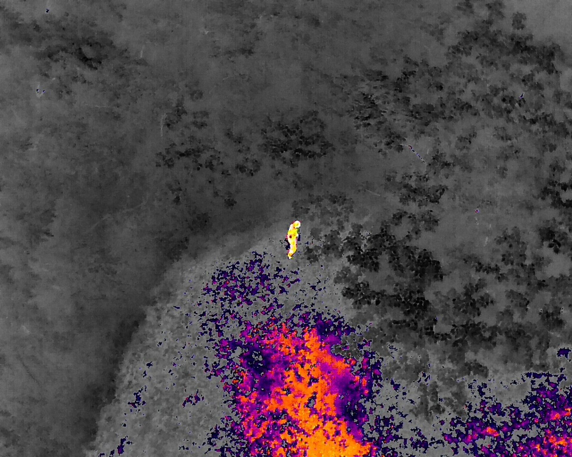Thermal image of person in woods at night