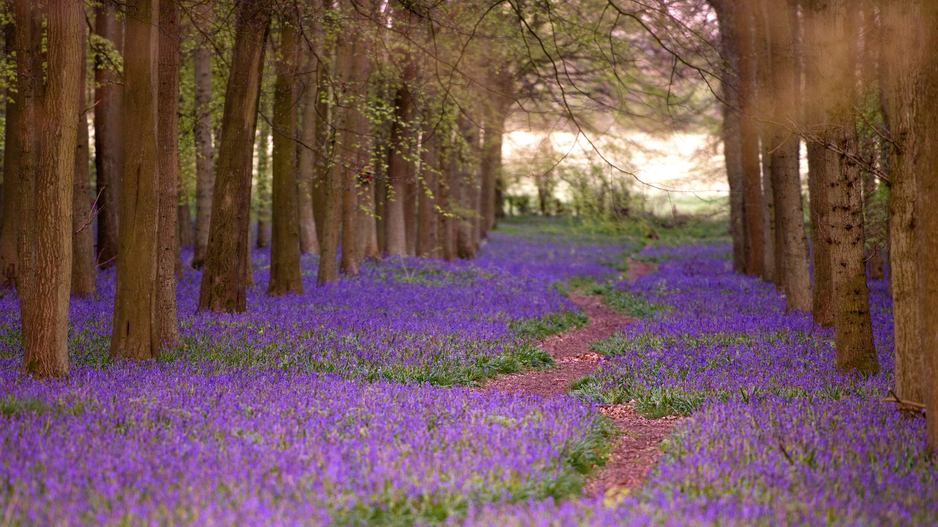 a close up of a black and brown abstract painting