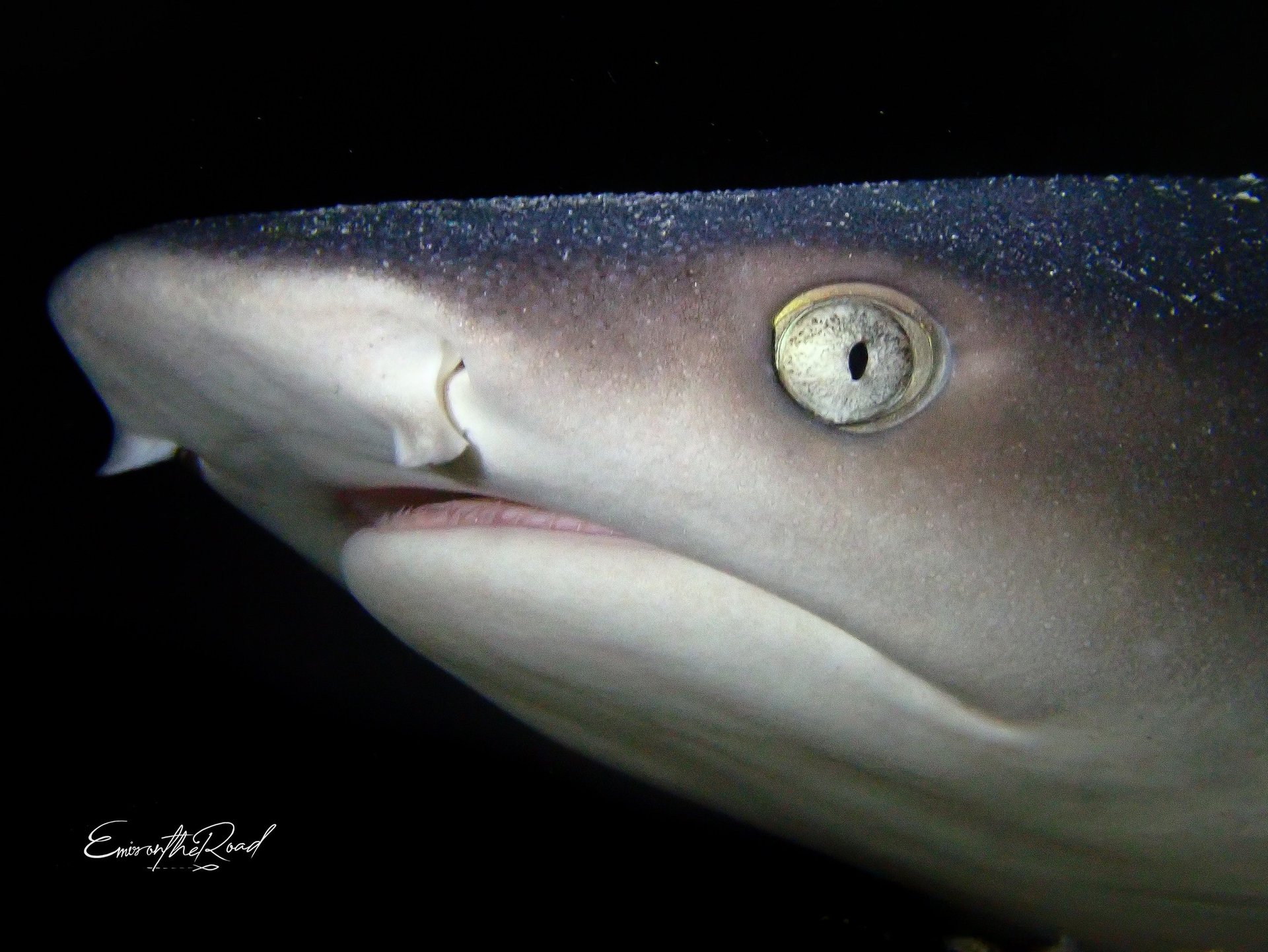 Majestic white tip reef shark swimming in the waters around Gili Trawangan, a highlight for divers.