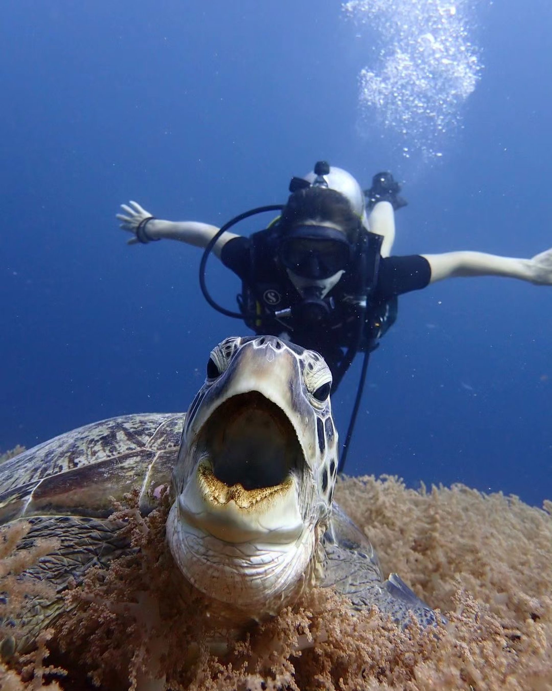 Scuba diver swimming gracefully alongside a majestic sea turtle in the clear waters of the Gili Islands.